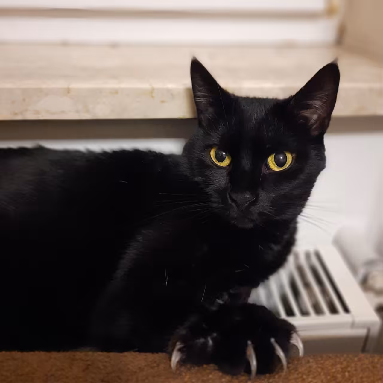 Luna Cat 0001