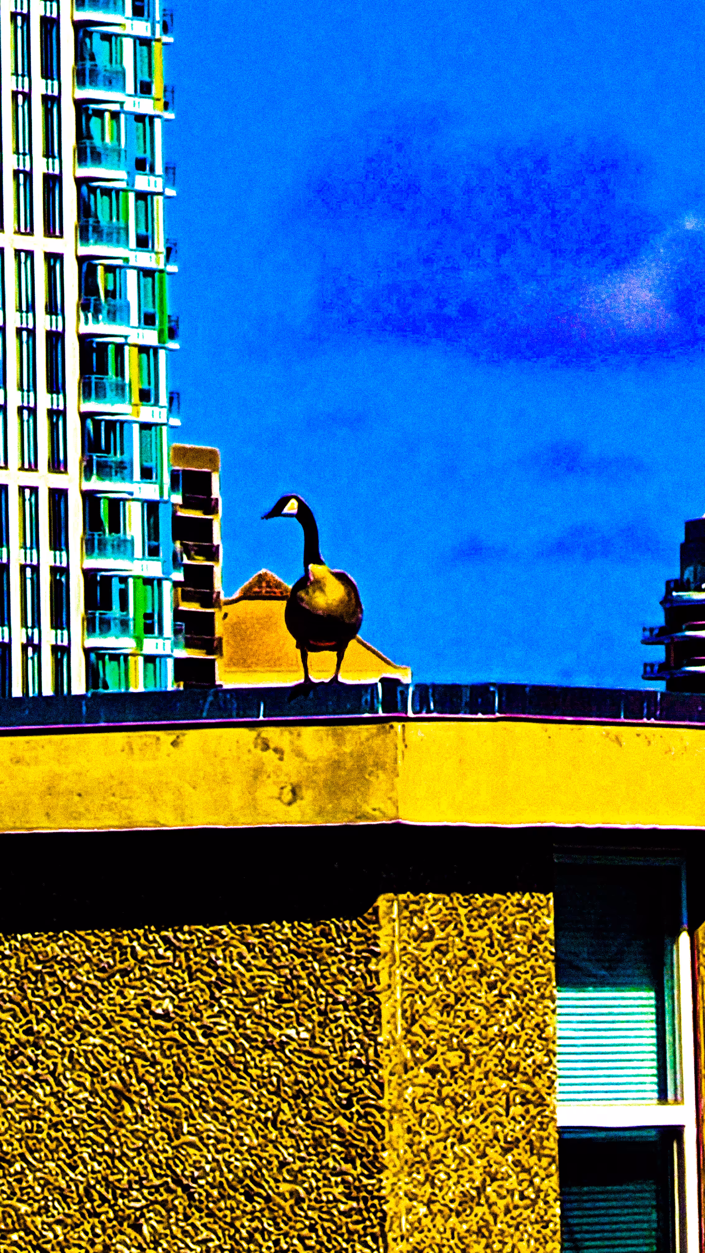 Canadian Pigeon