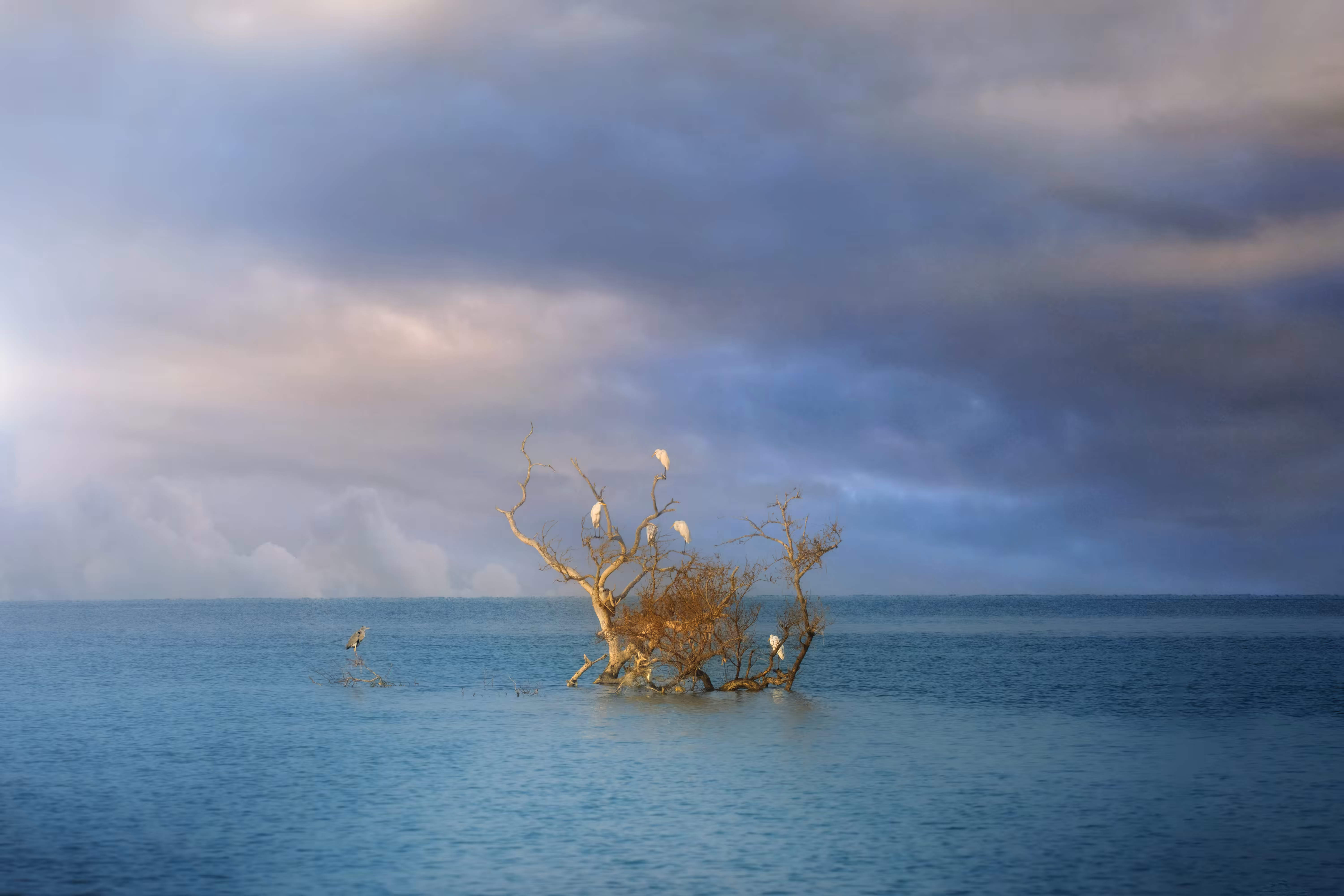 Lonely tree in the sea