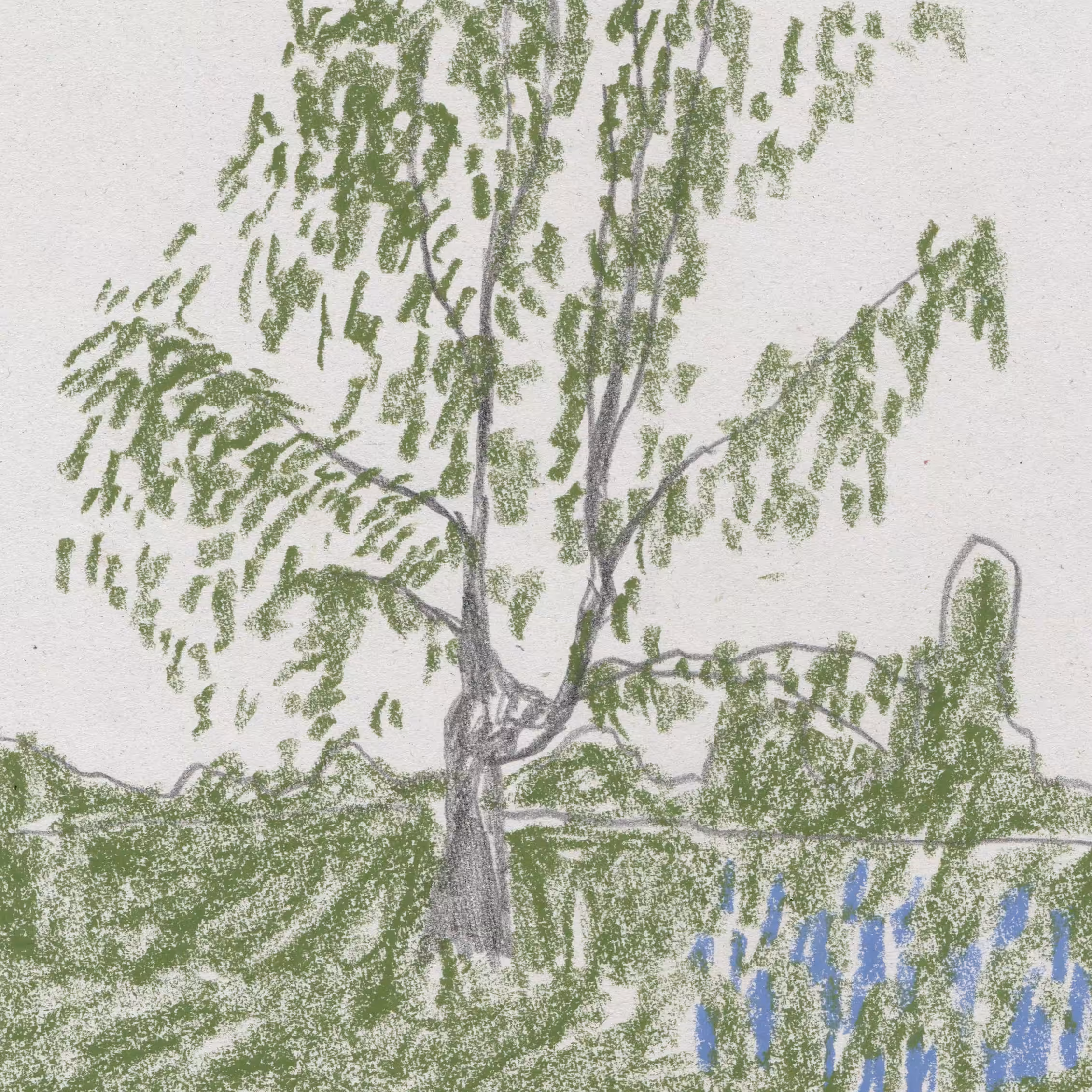 The Birch Tree