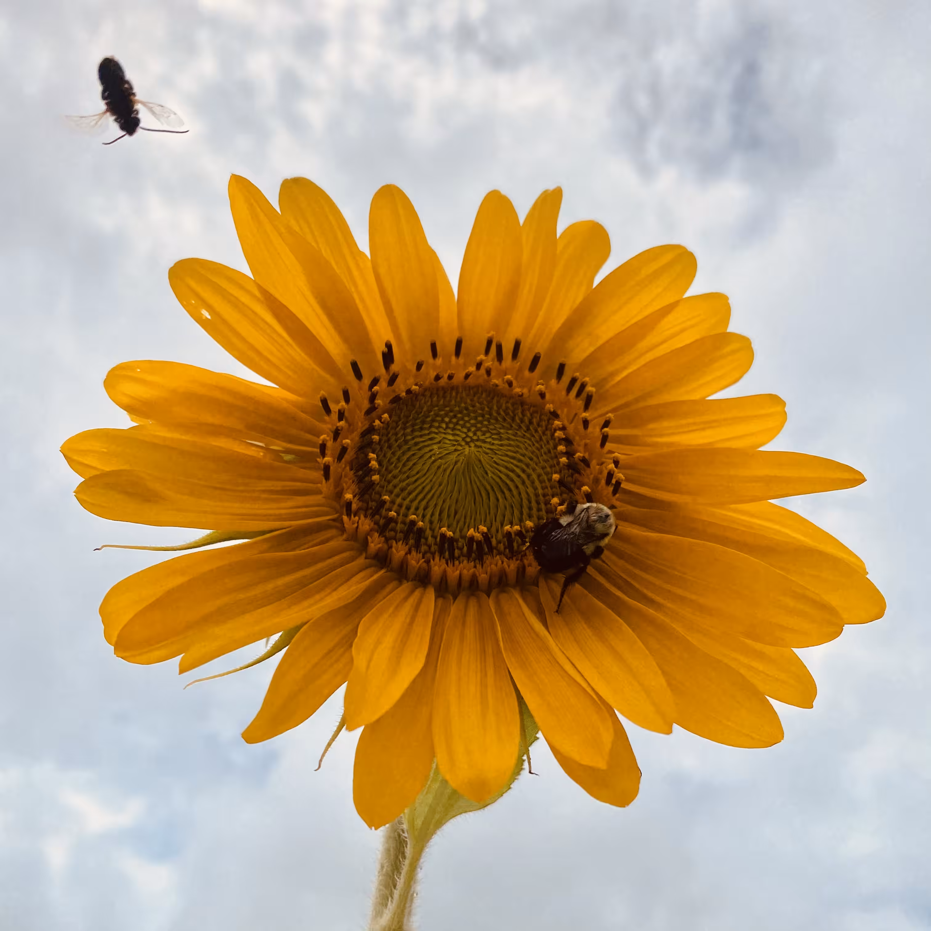 🌻 Keep it Simple Sunflower 2.1 🌻