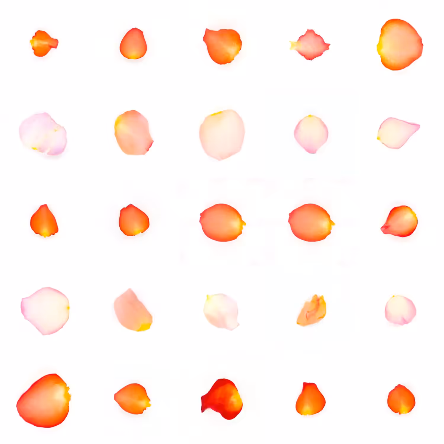 Infinite Petals 5x5#20539