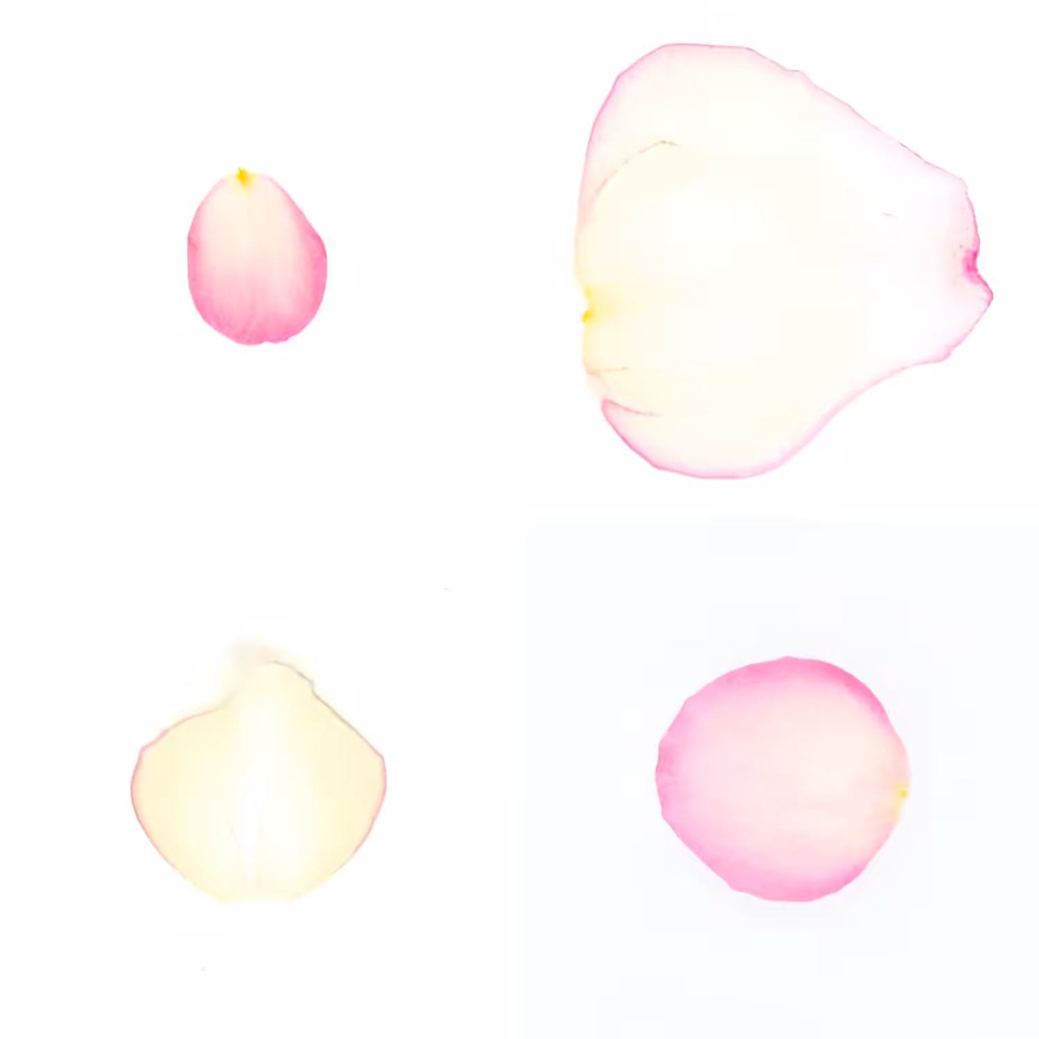 Infinite Petals 2x2#4032