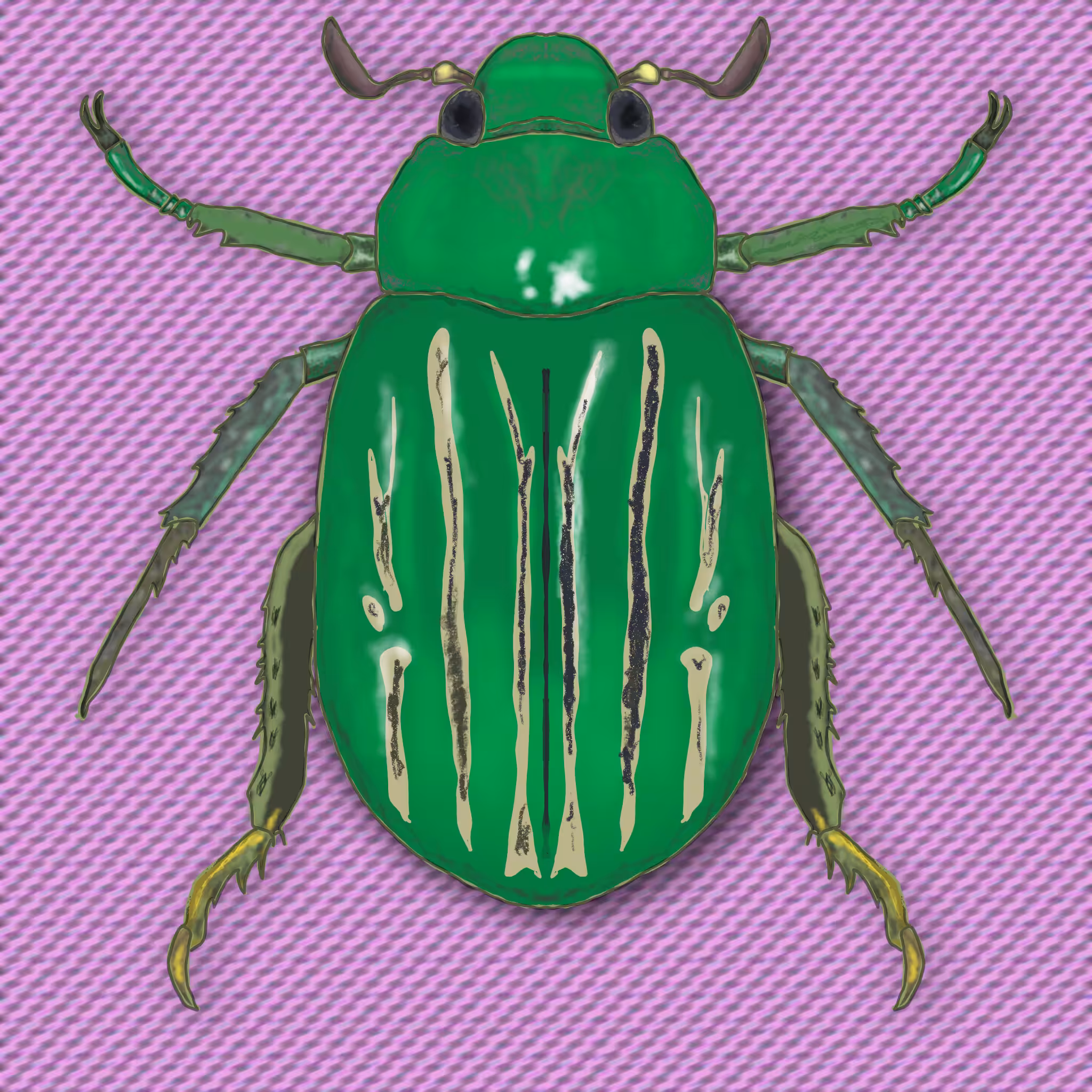 Meet the Beetles #007