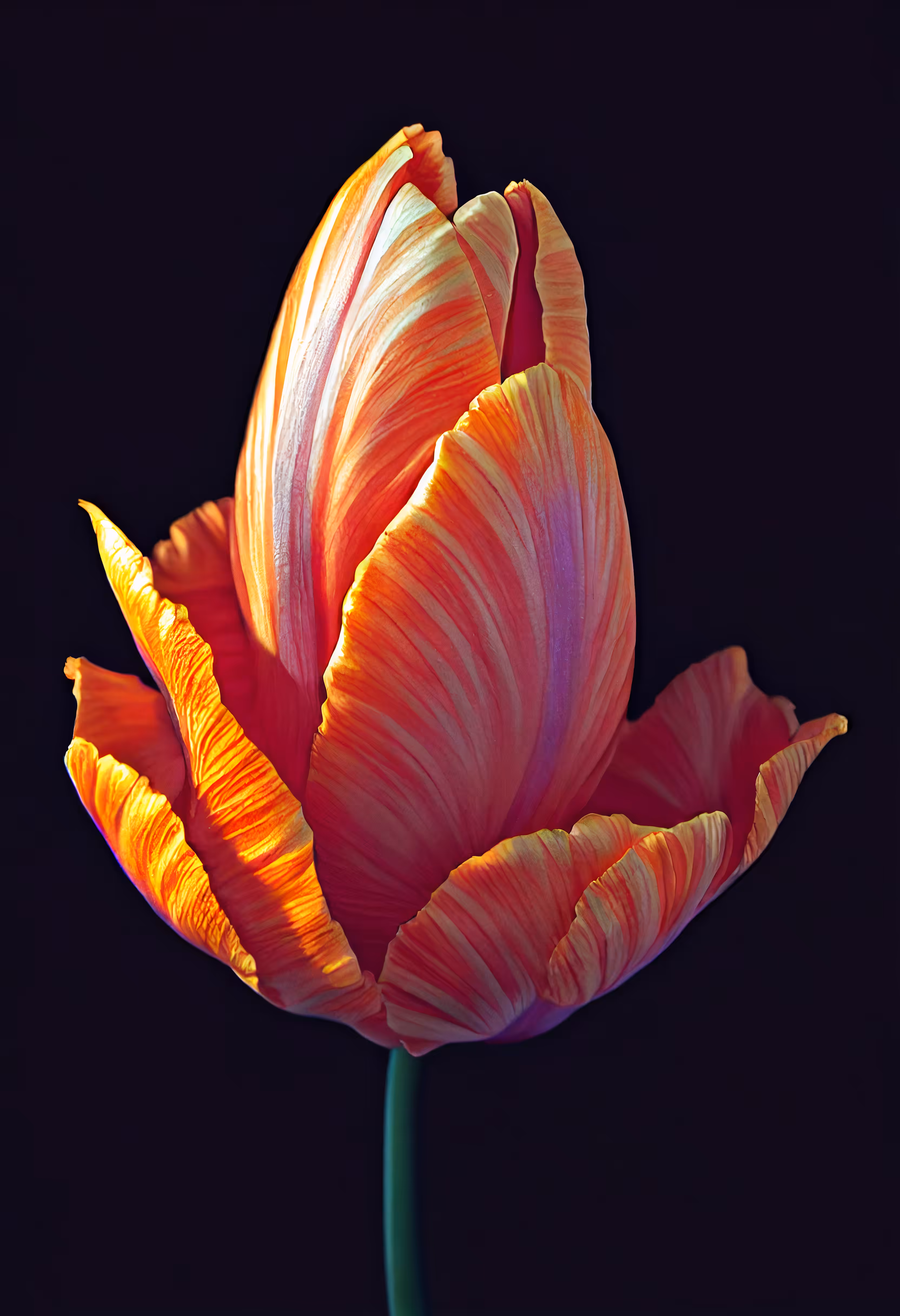 A Flower, Just For You. #233