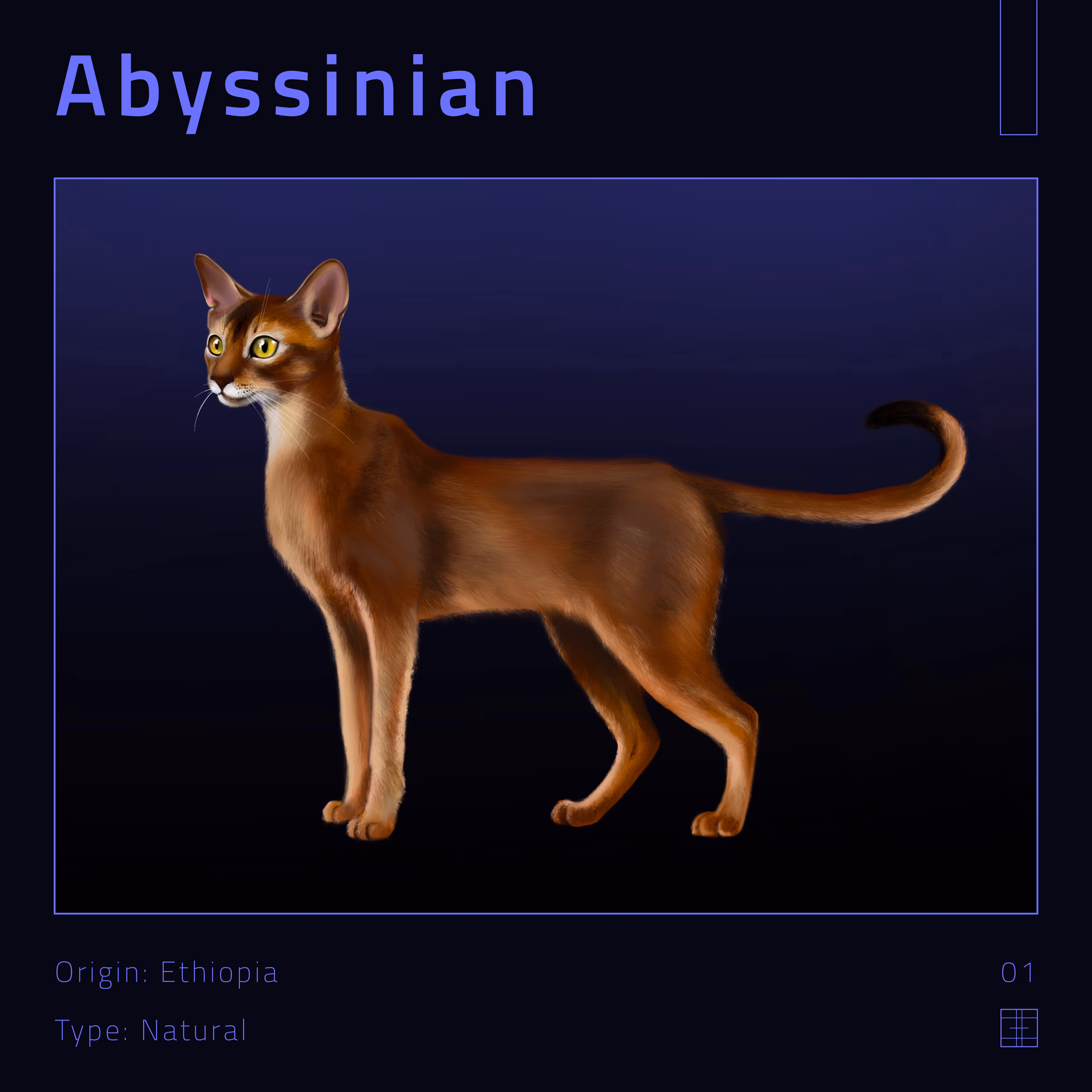 01 – Abyssinian cat