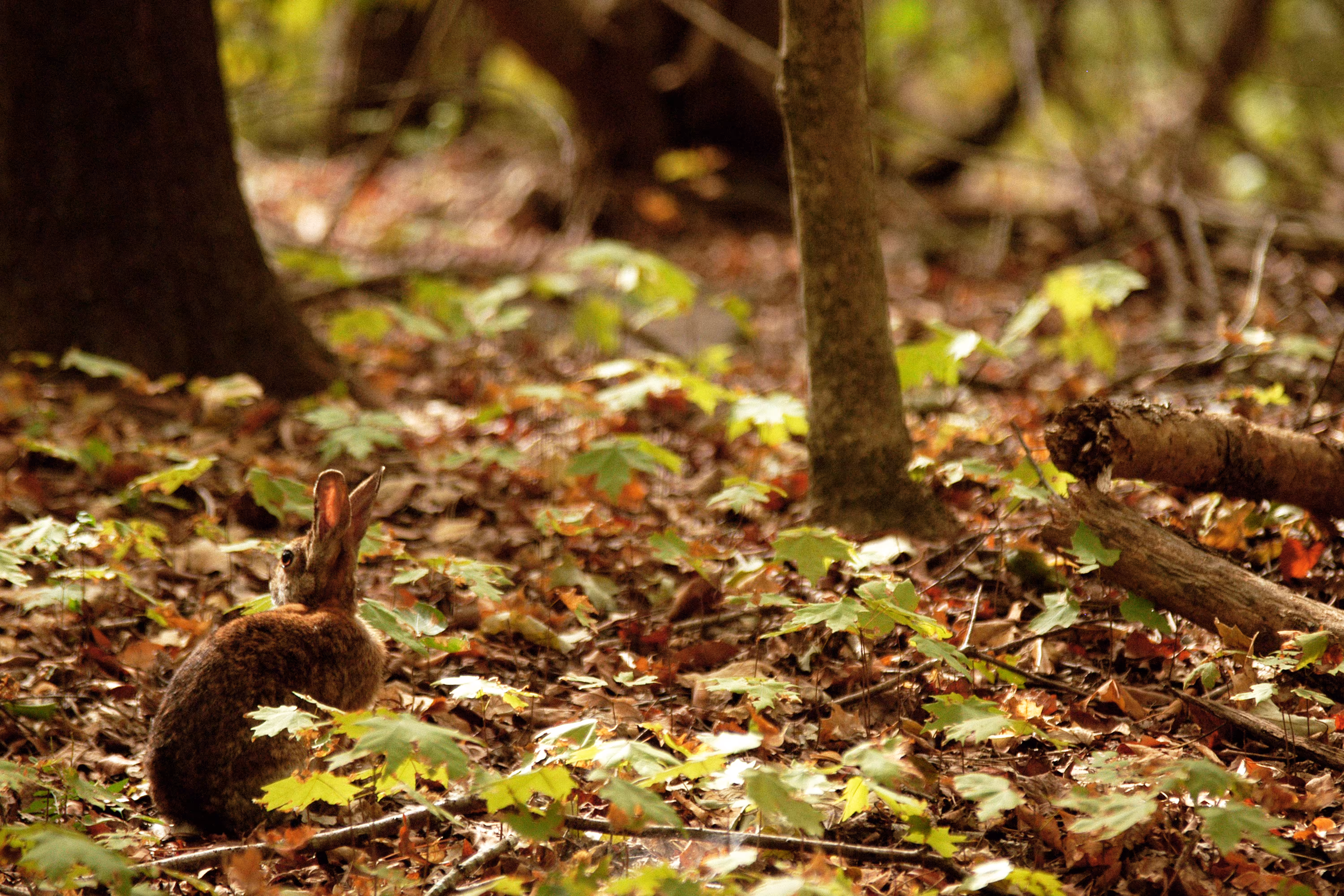 Wild Cottontail