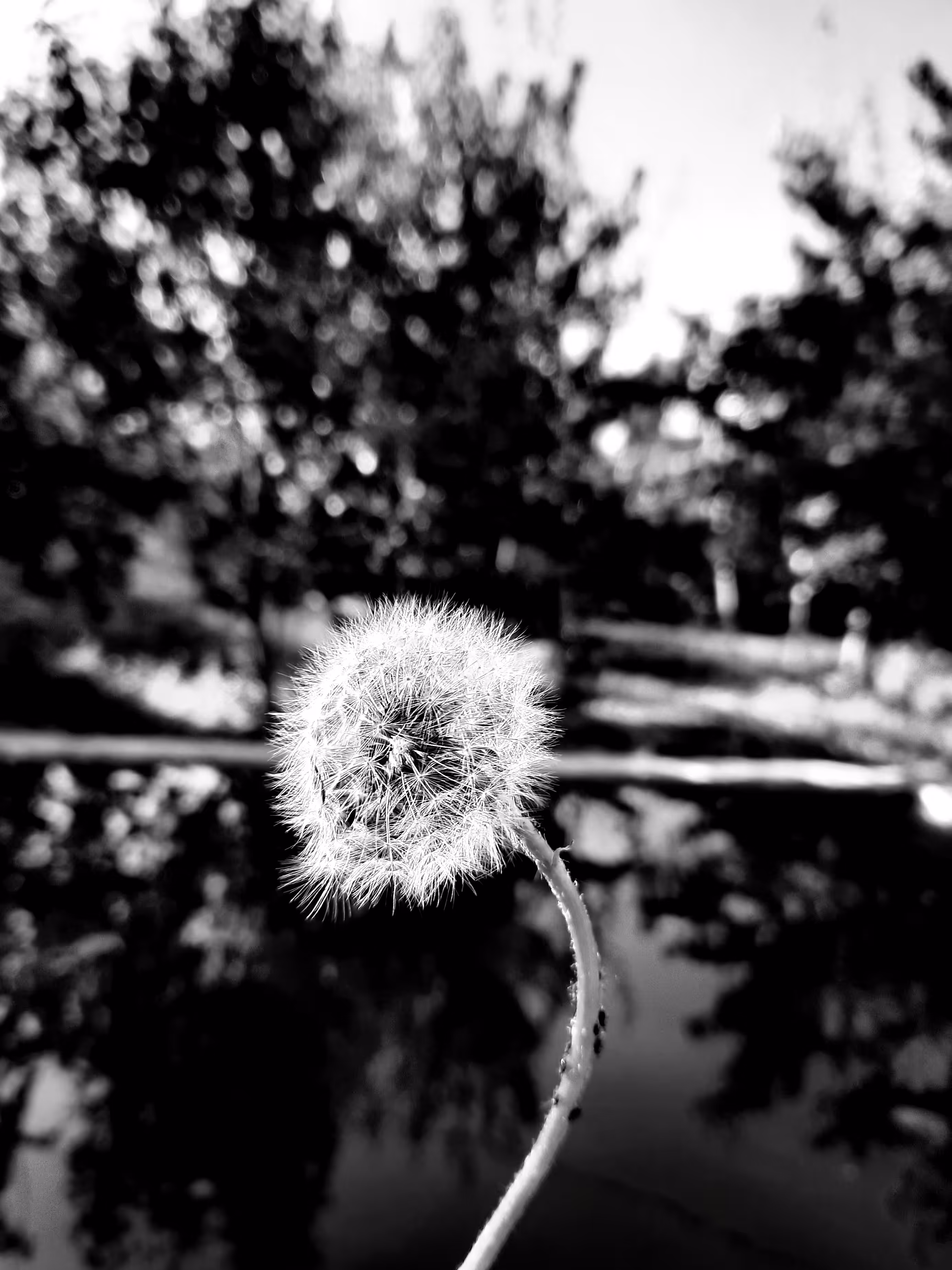 Dandelion