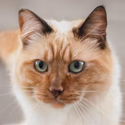 Lulu