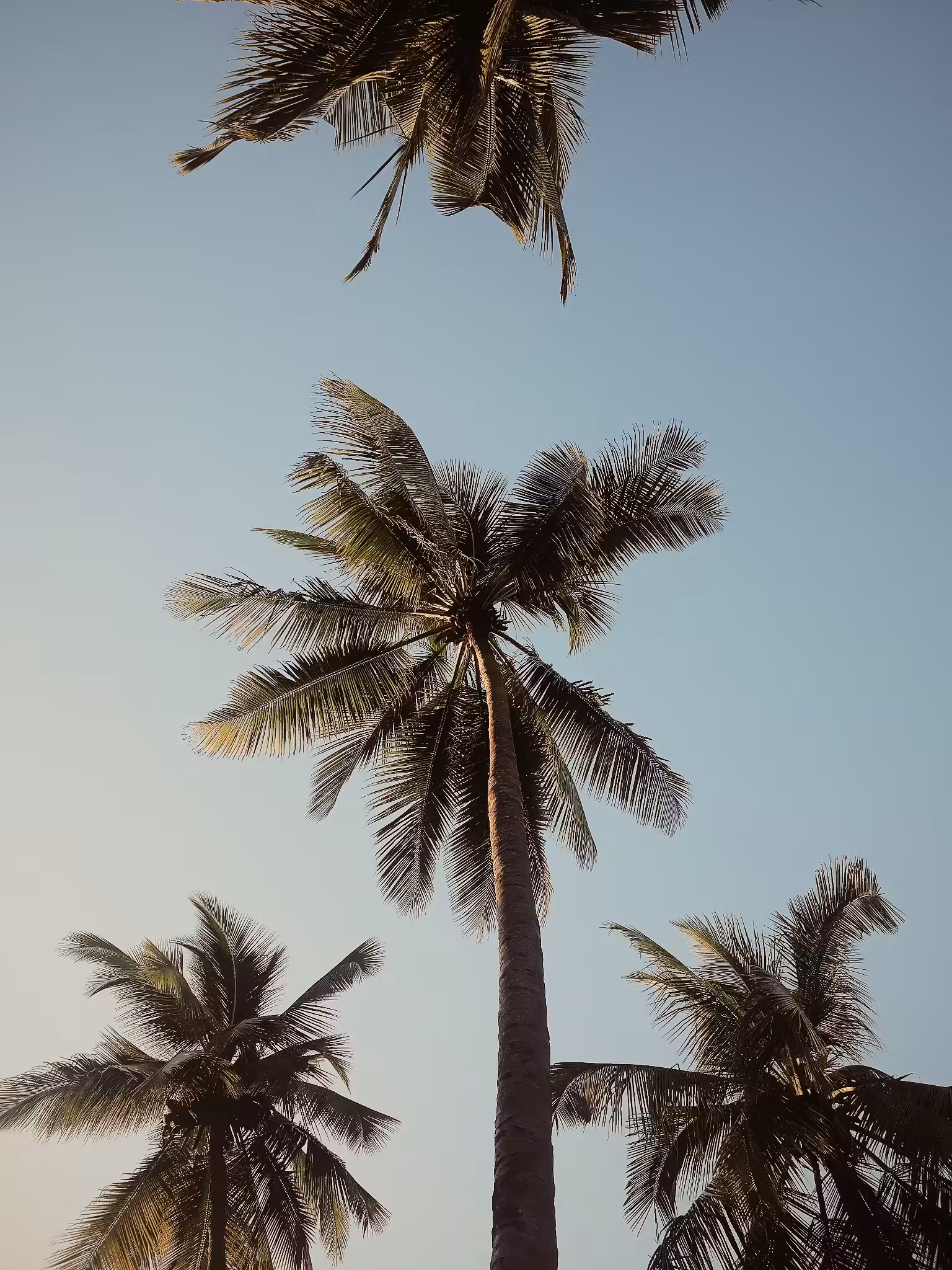 Dusk Till Dawn