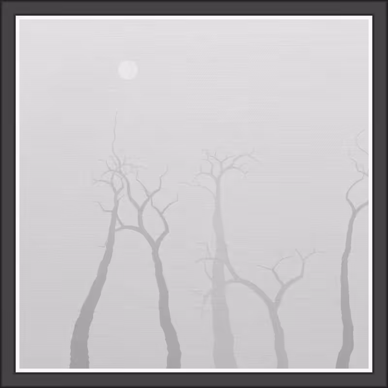 The Foggy Trees #66