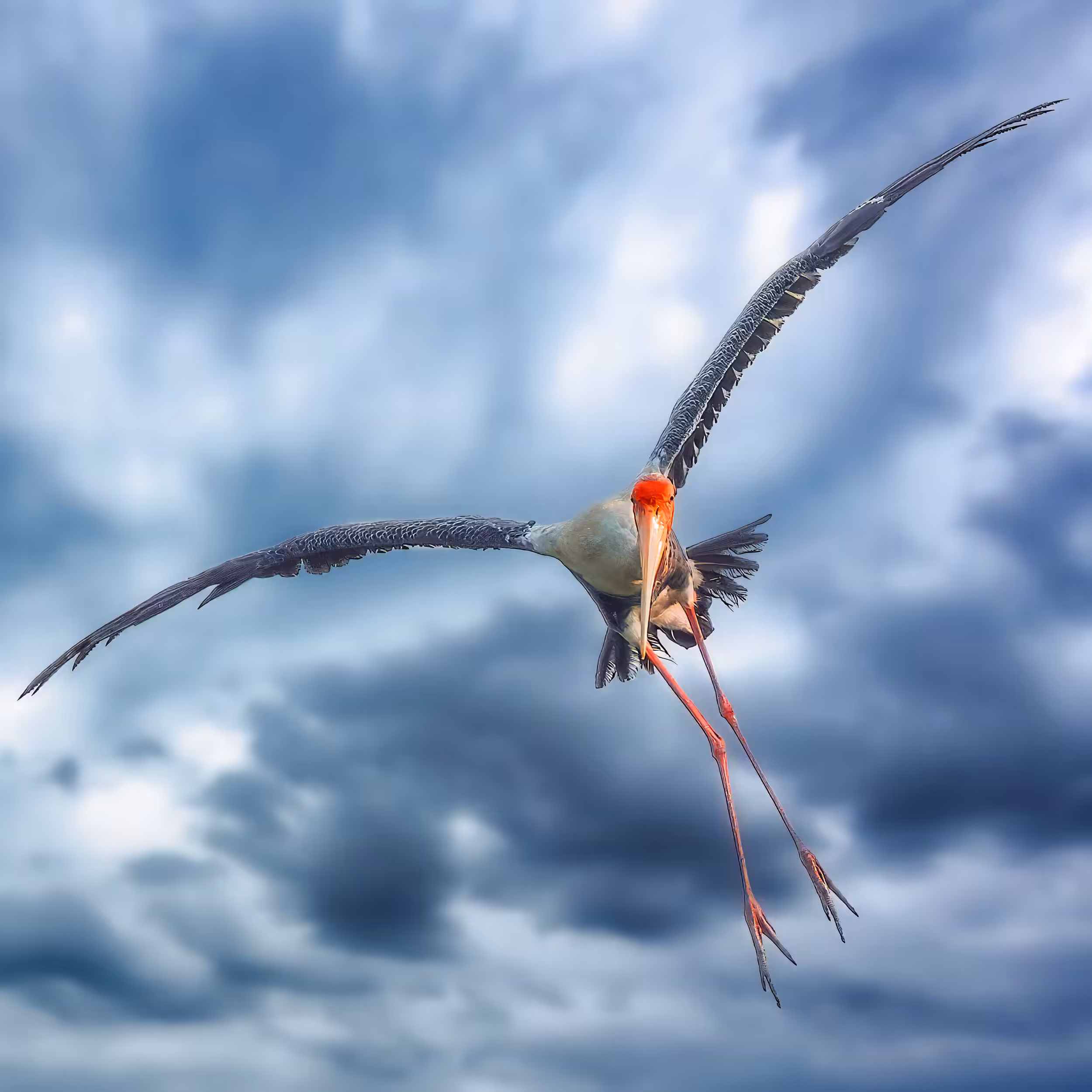 Painted Stork
