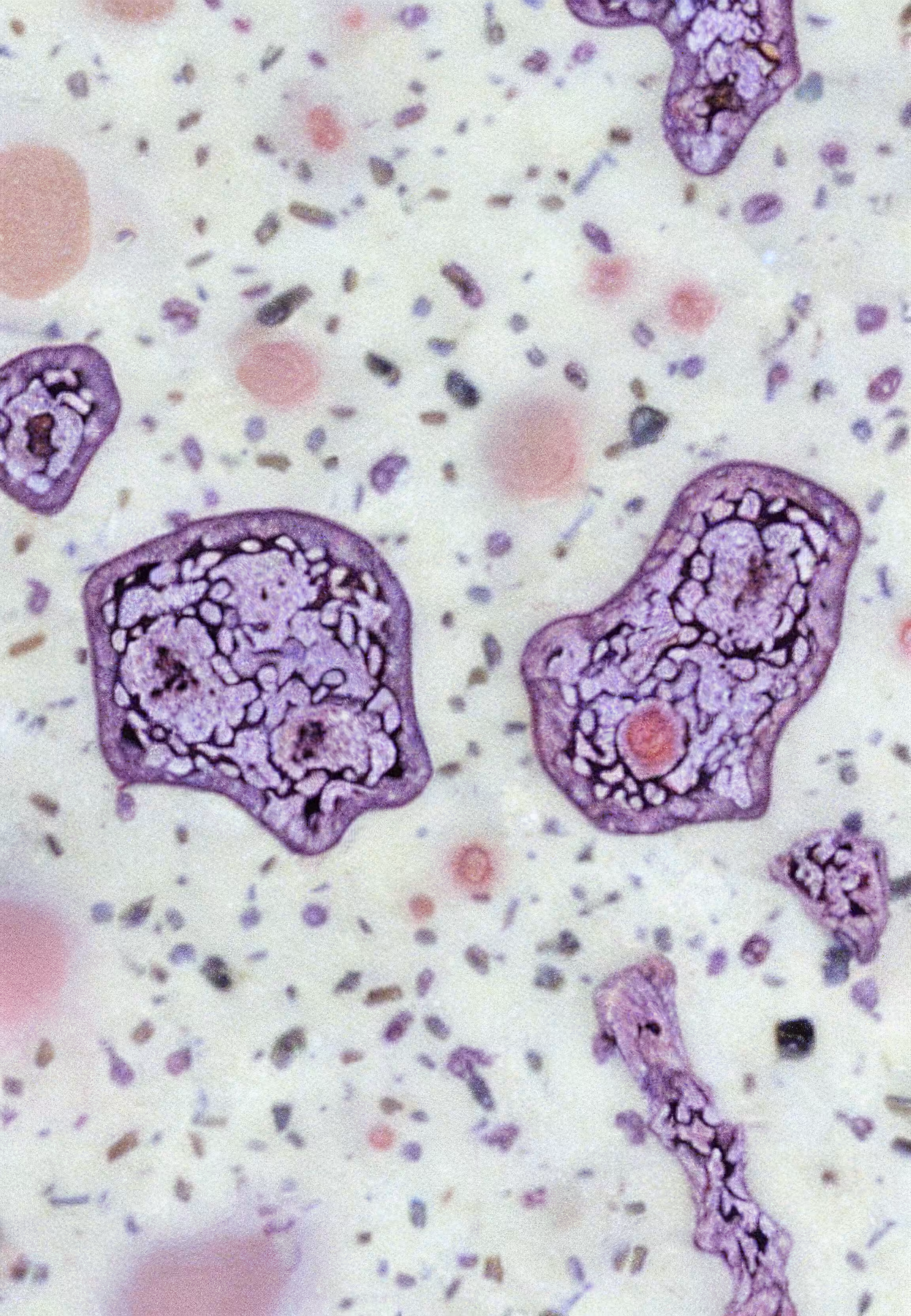 In Vivo, In Vitro, In Silico: Histologia In Silico #50