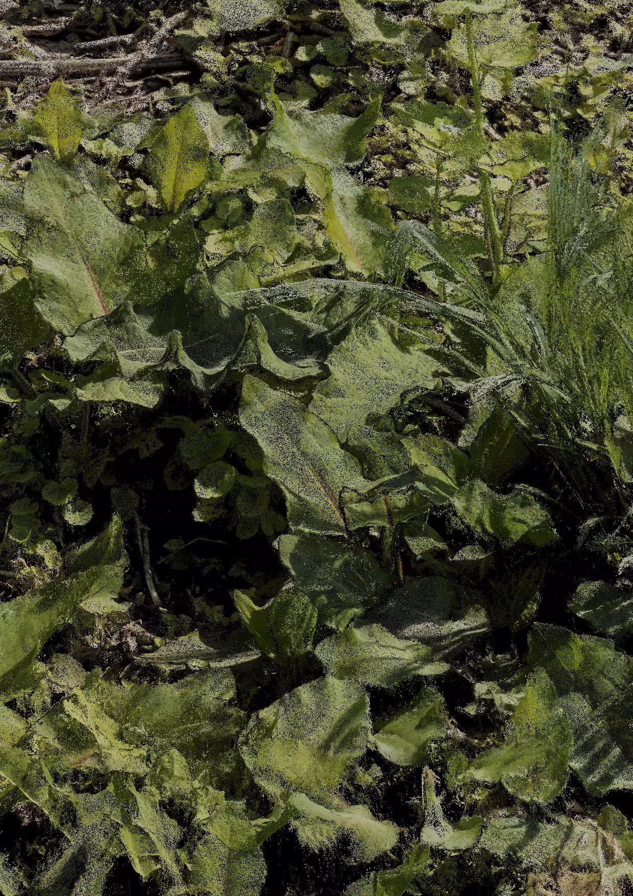 Overgrowth 0372