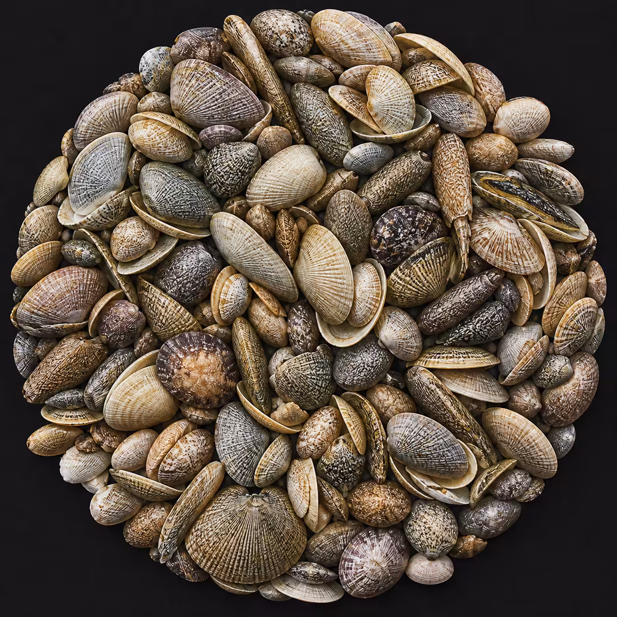 Extraction Ring: Clams