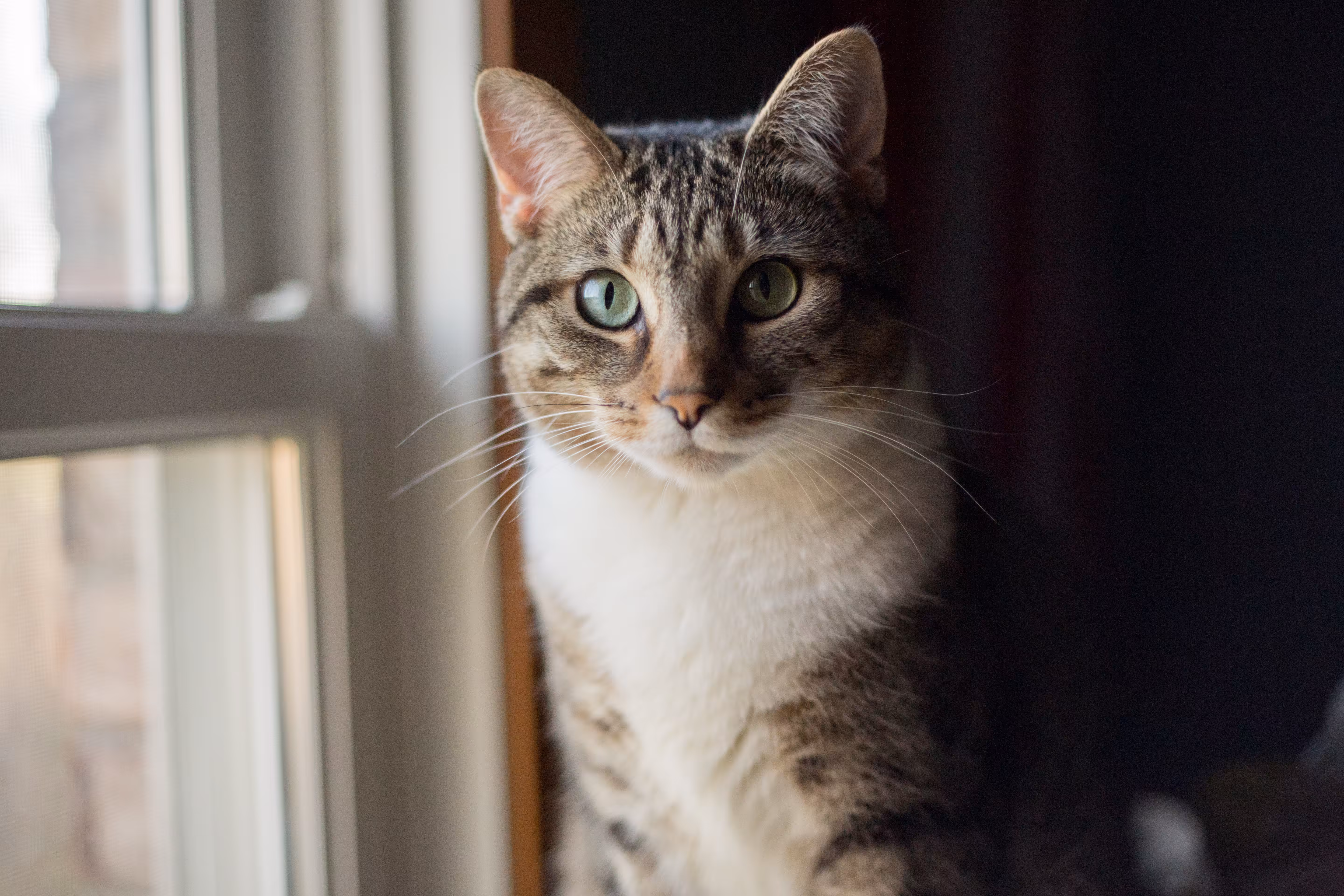 Slinky, 4/6/2020