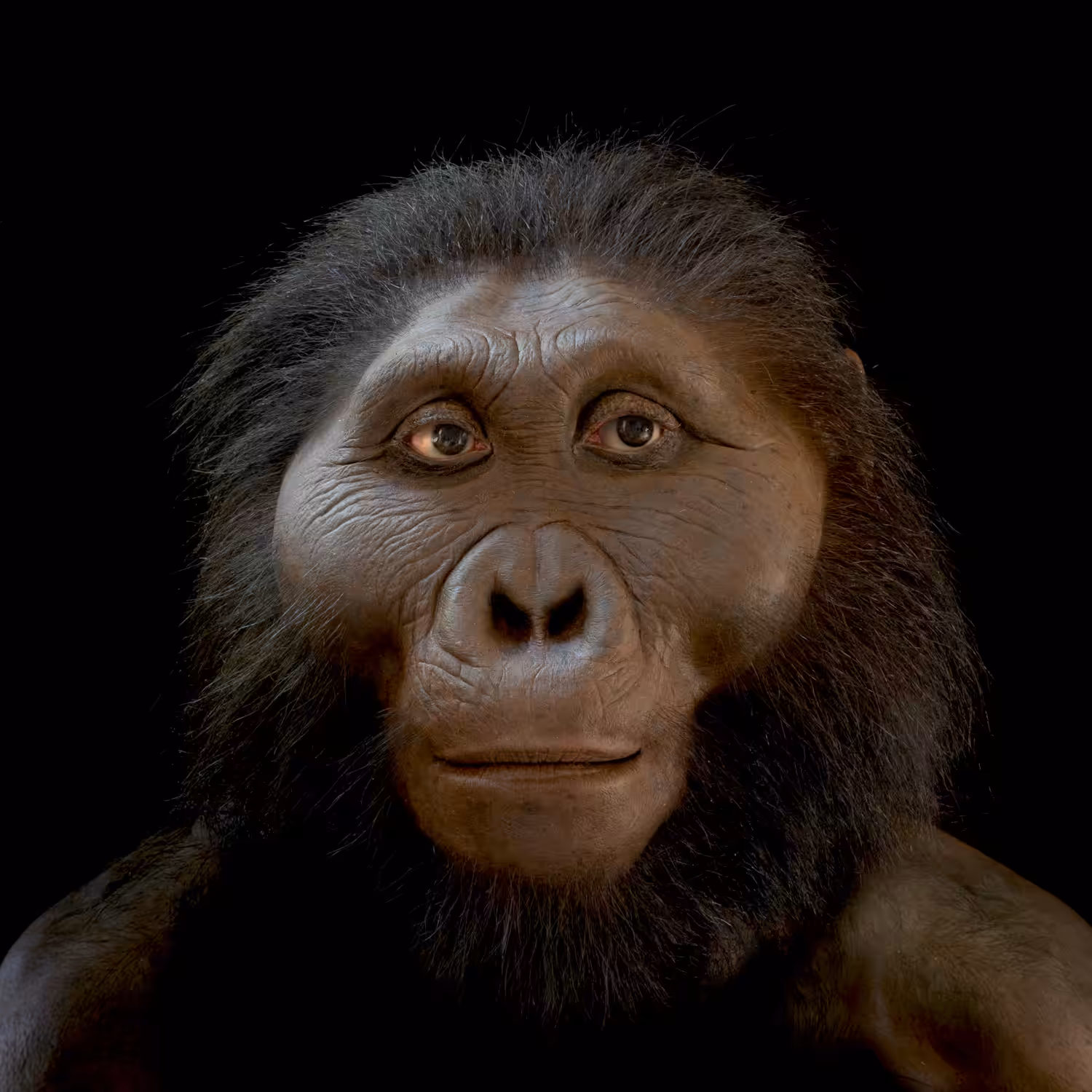 Paranthropus boisei: Hominin #6