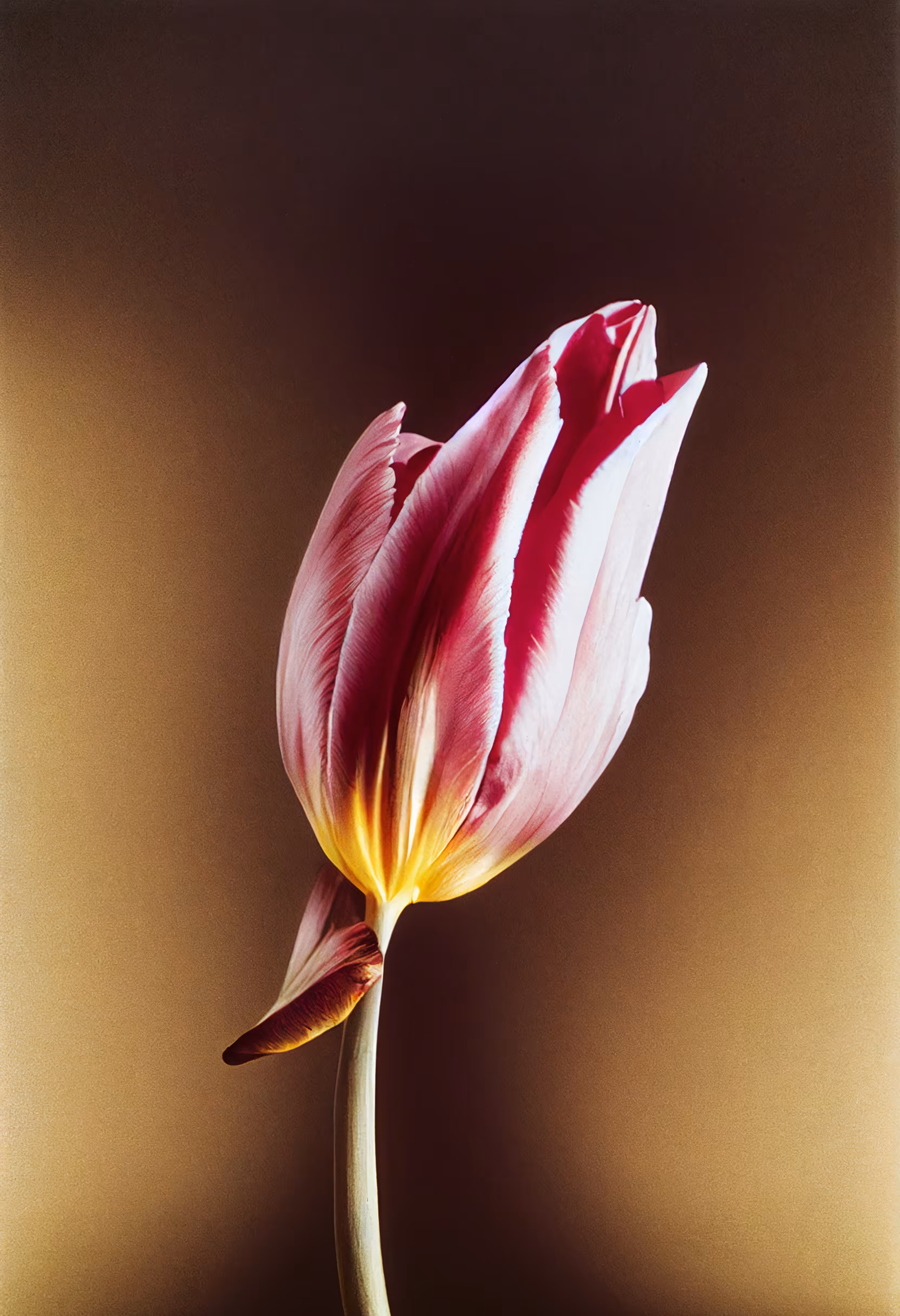 A Flower, Just For You. #110