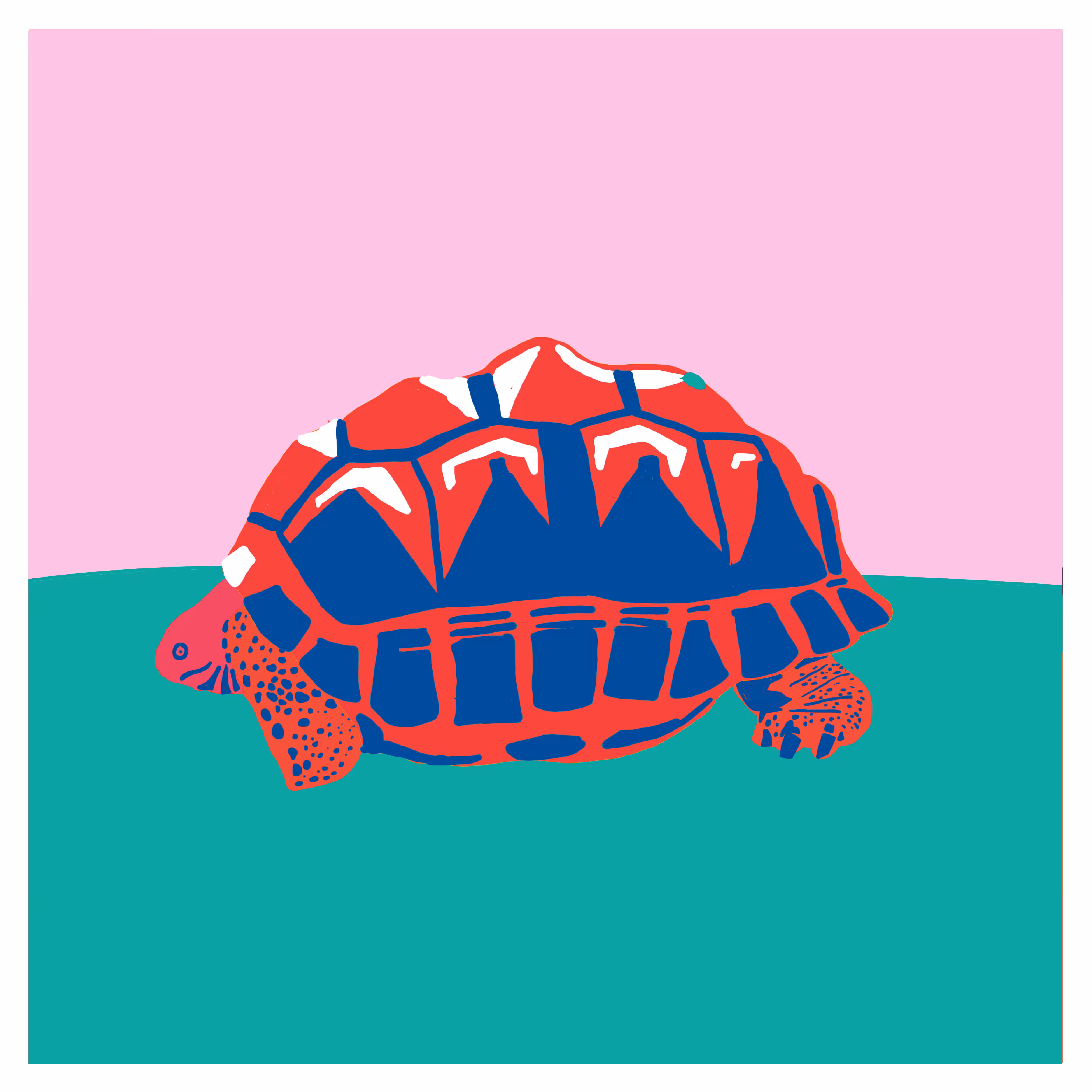 centrochelys sulcata