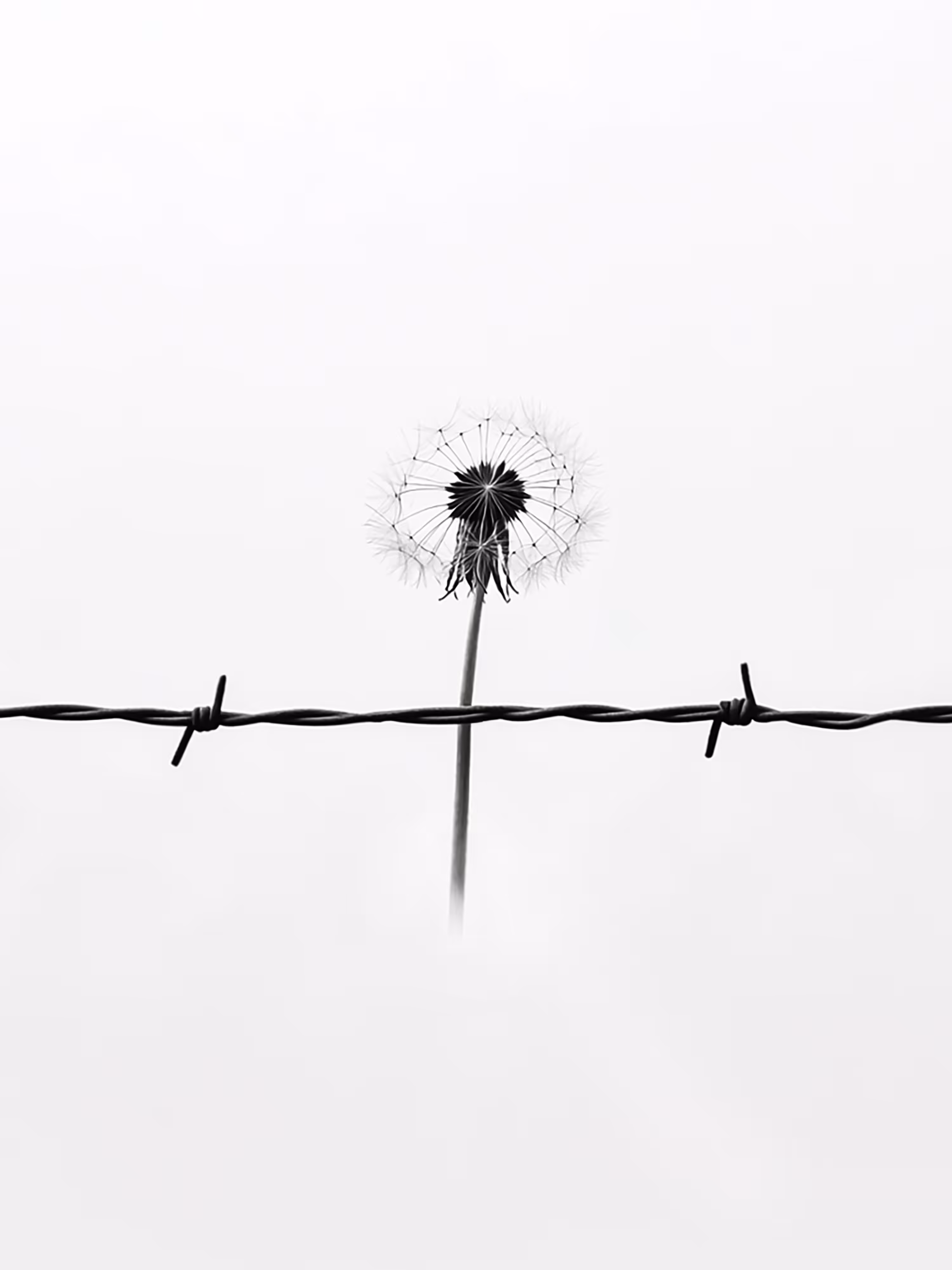 Dandelion