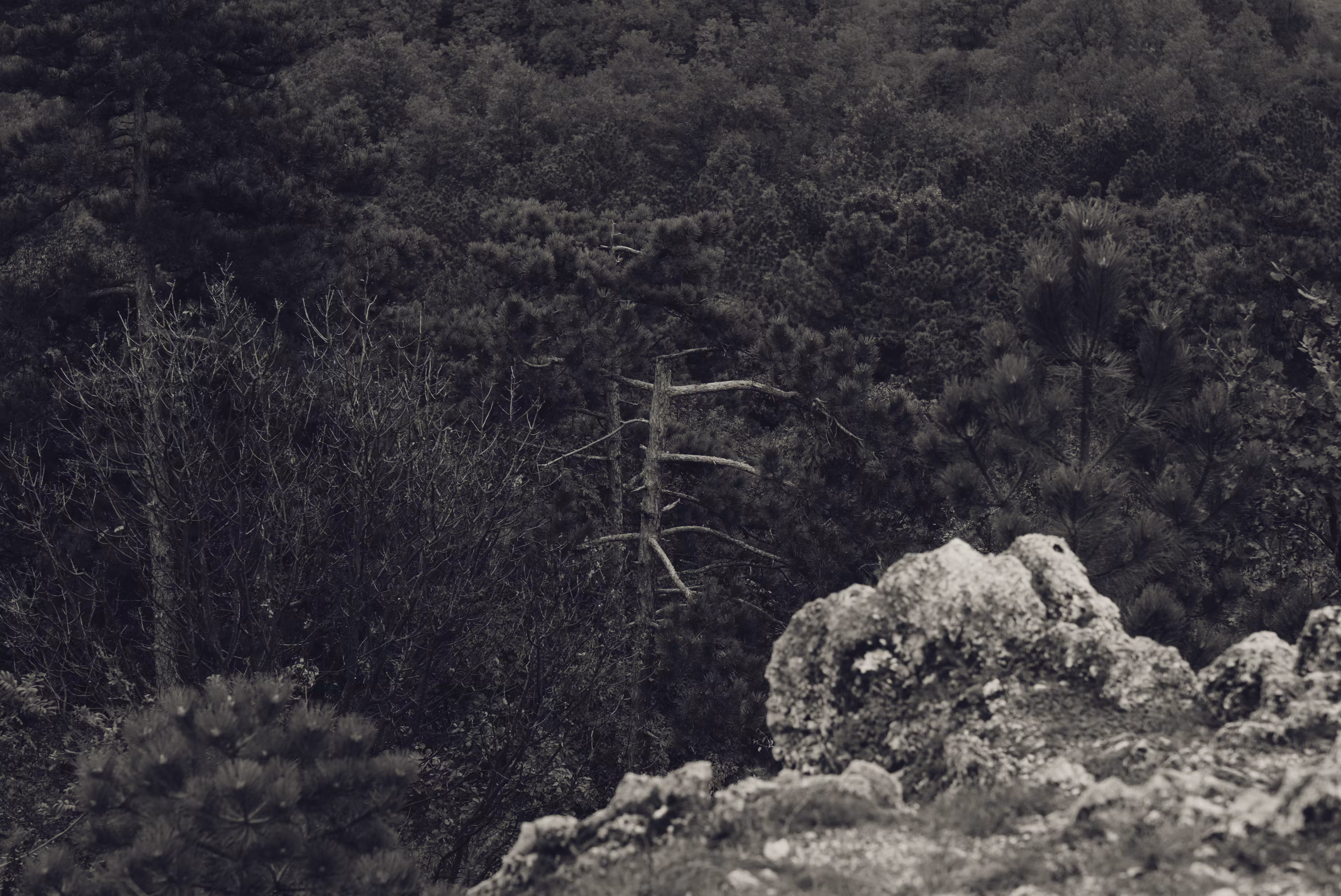 Trees Under the Rock