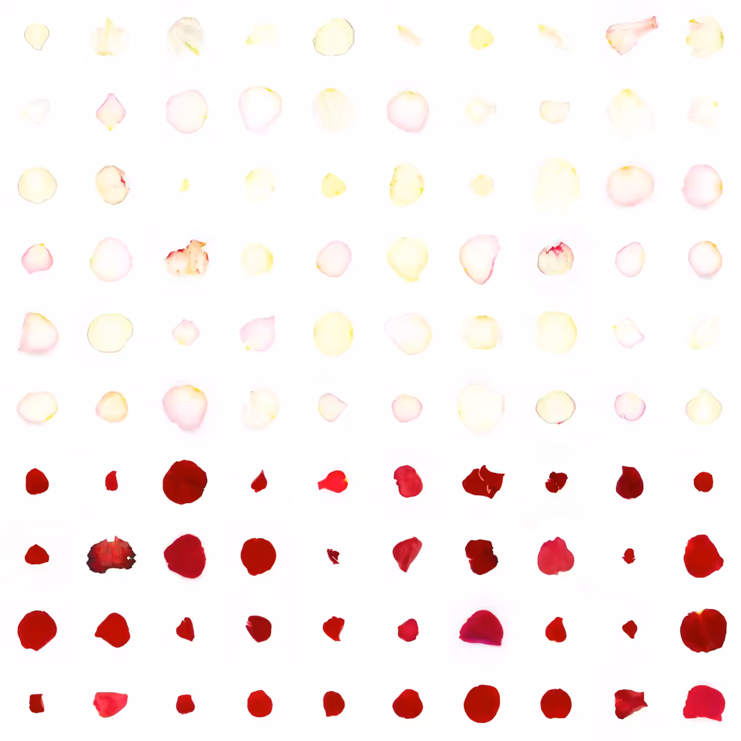 Infinite Petals 10x10#10216
