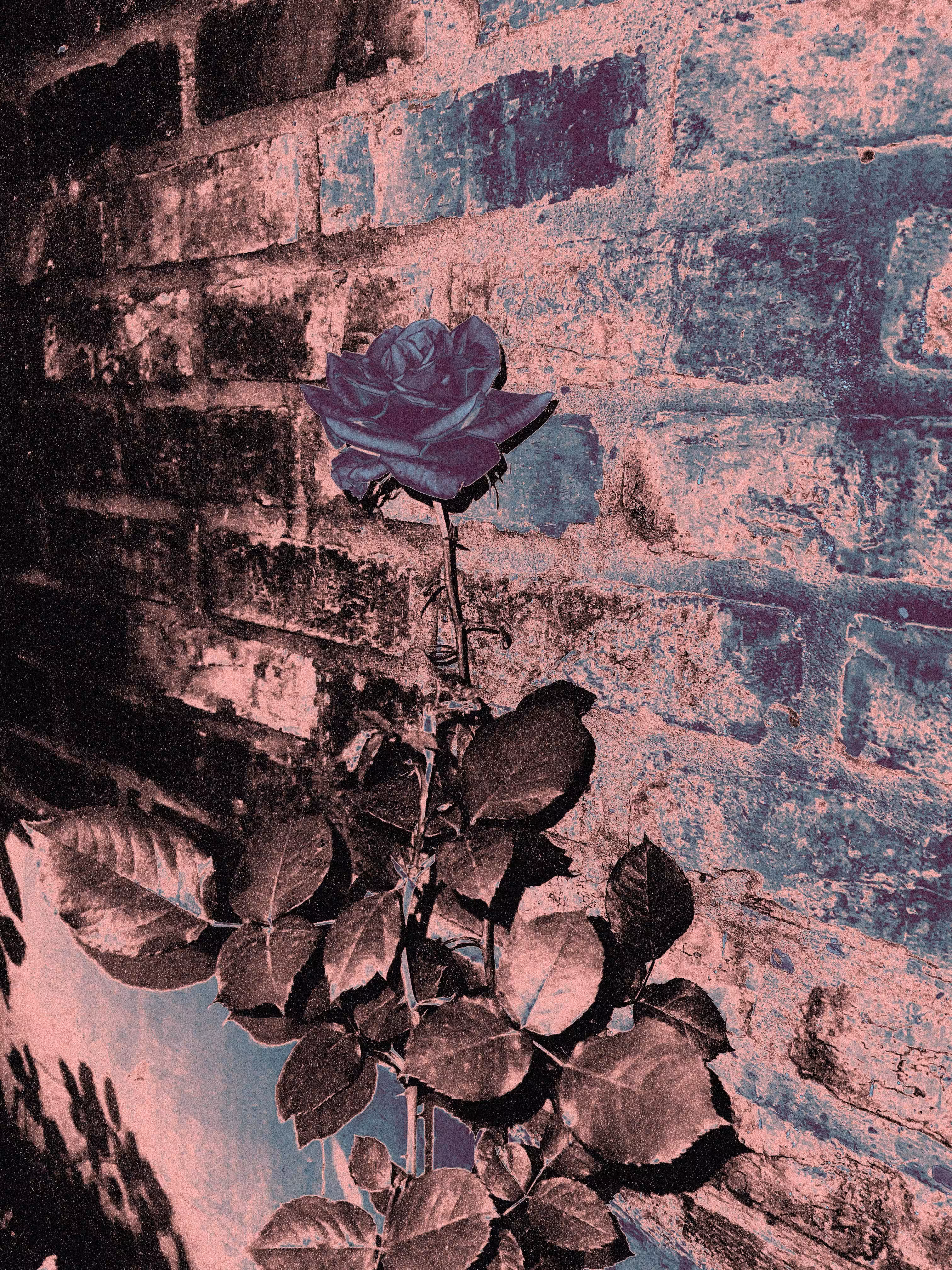 Azul inflorescencia