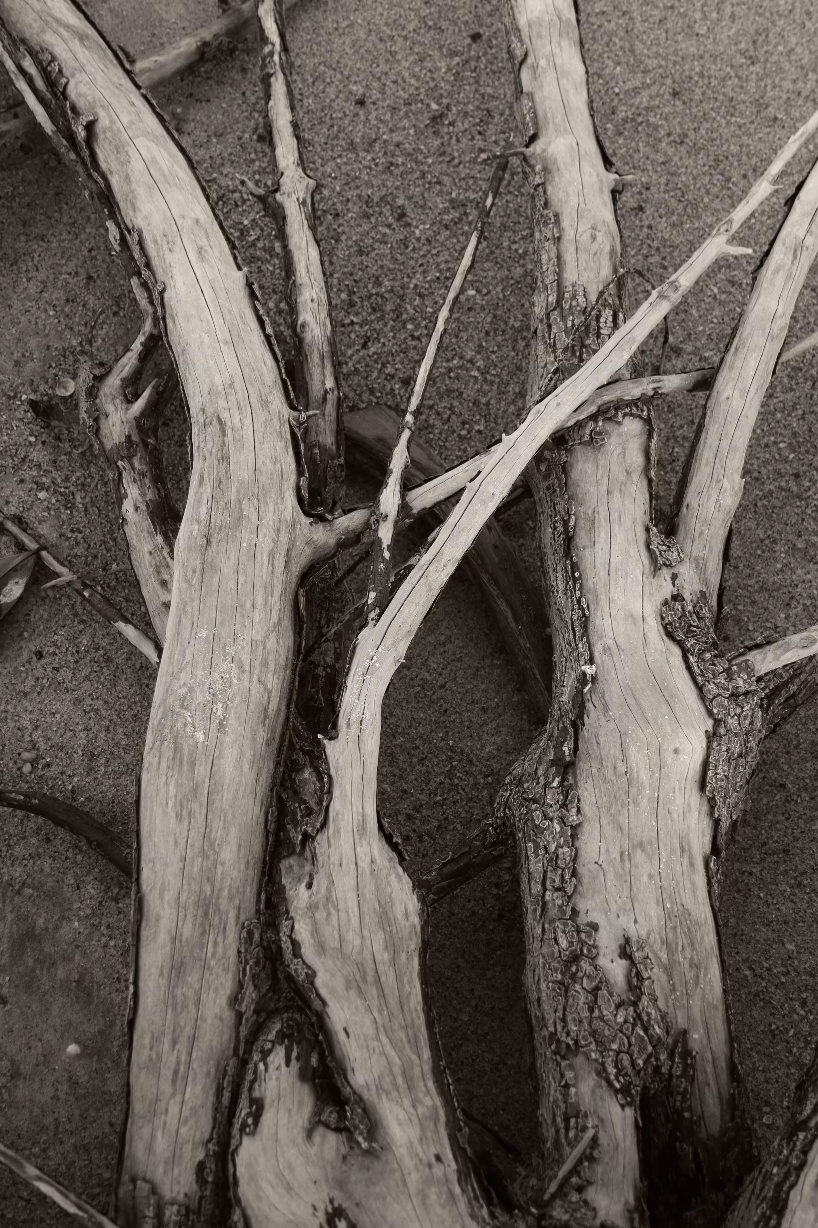 memory of the trees 5 
