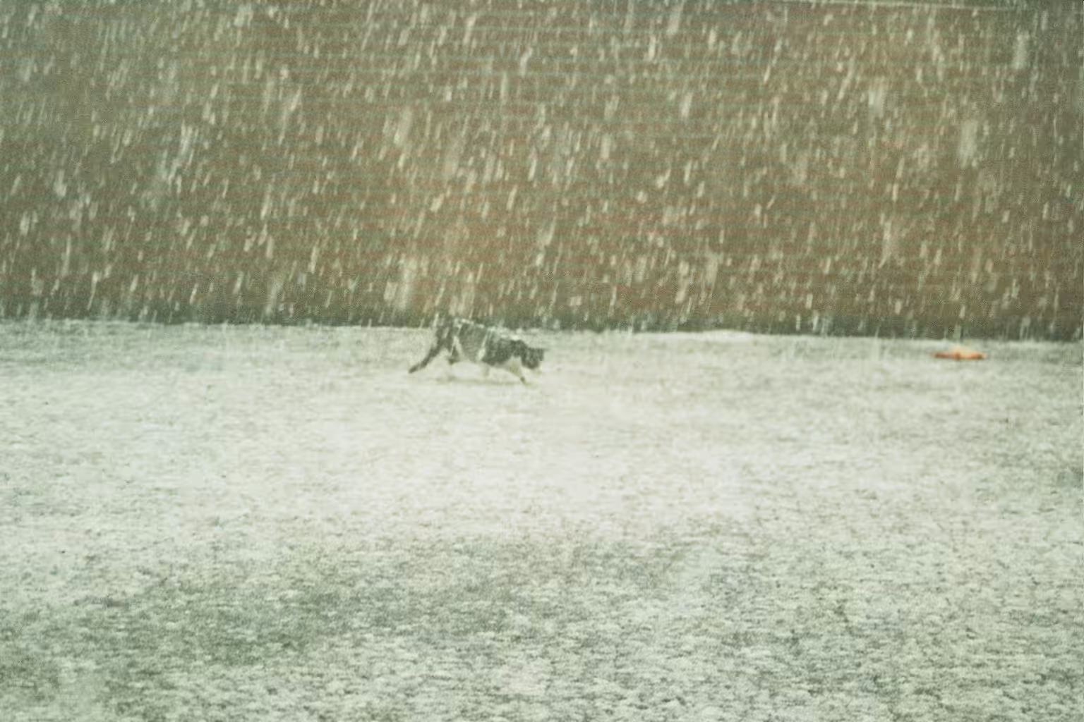 Gizmo in the snow