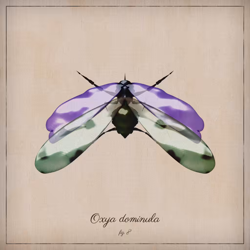 ProcGen Entomology #242