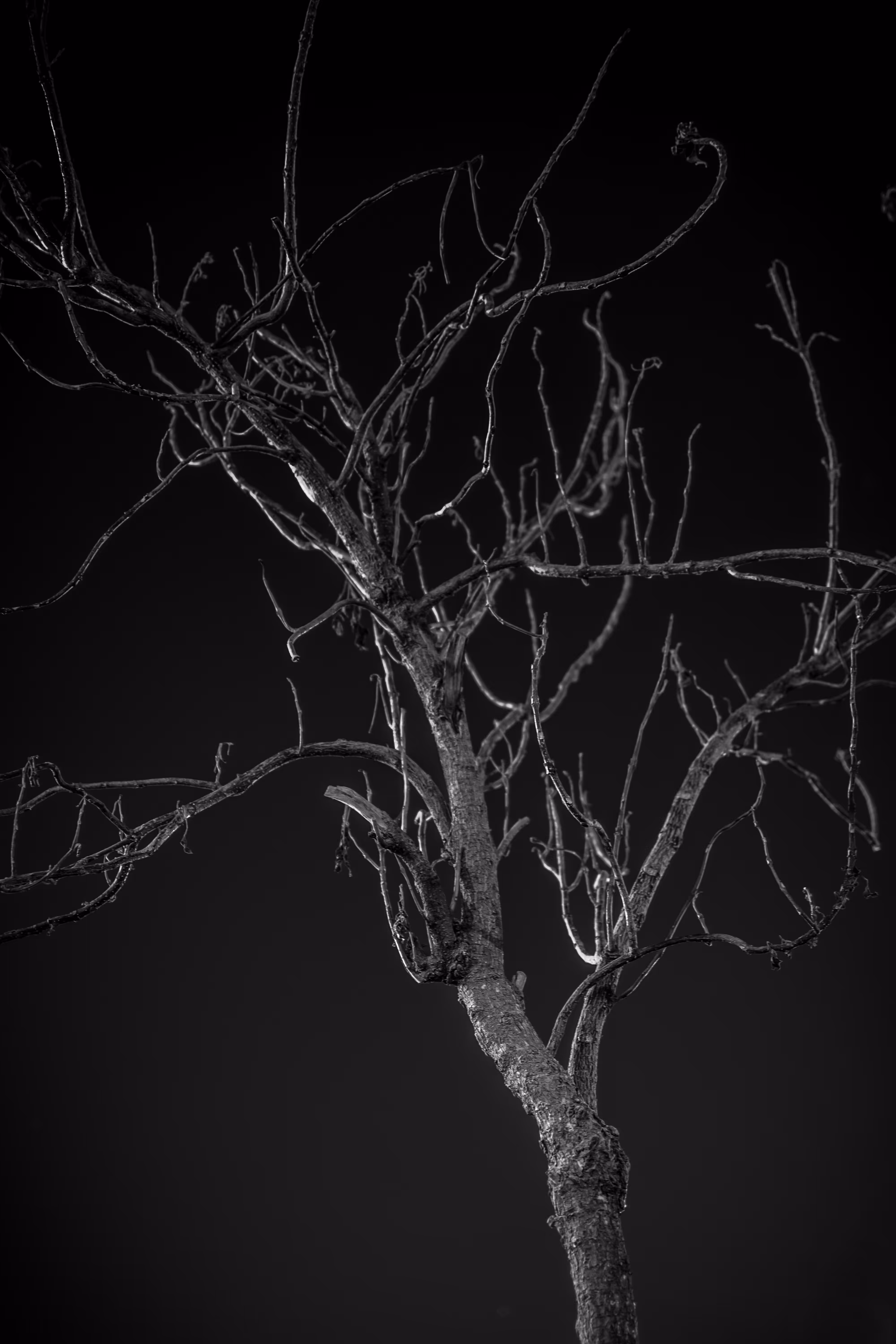 Withered