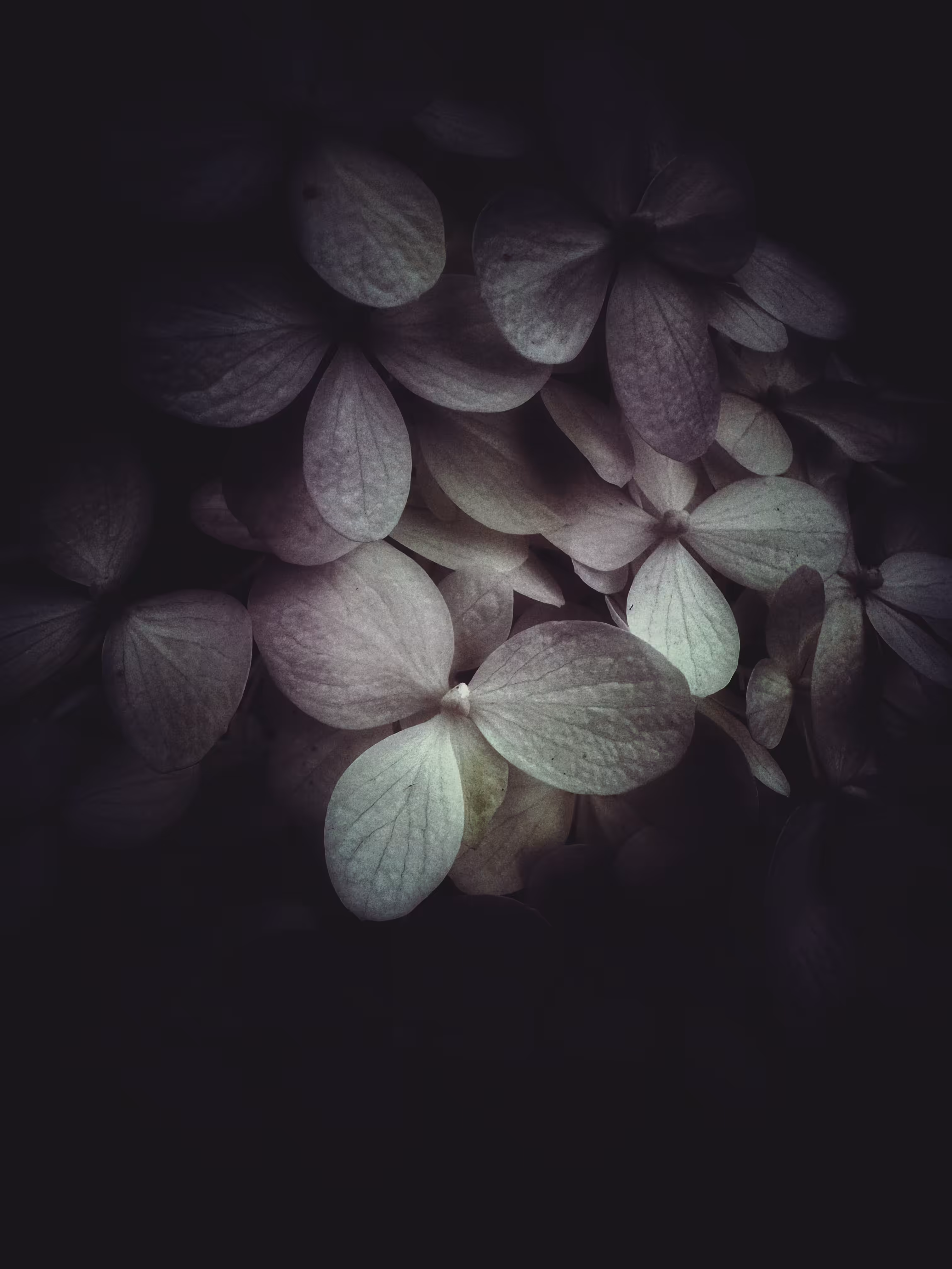Dark Flutters