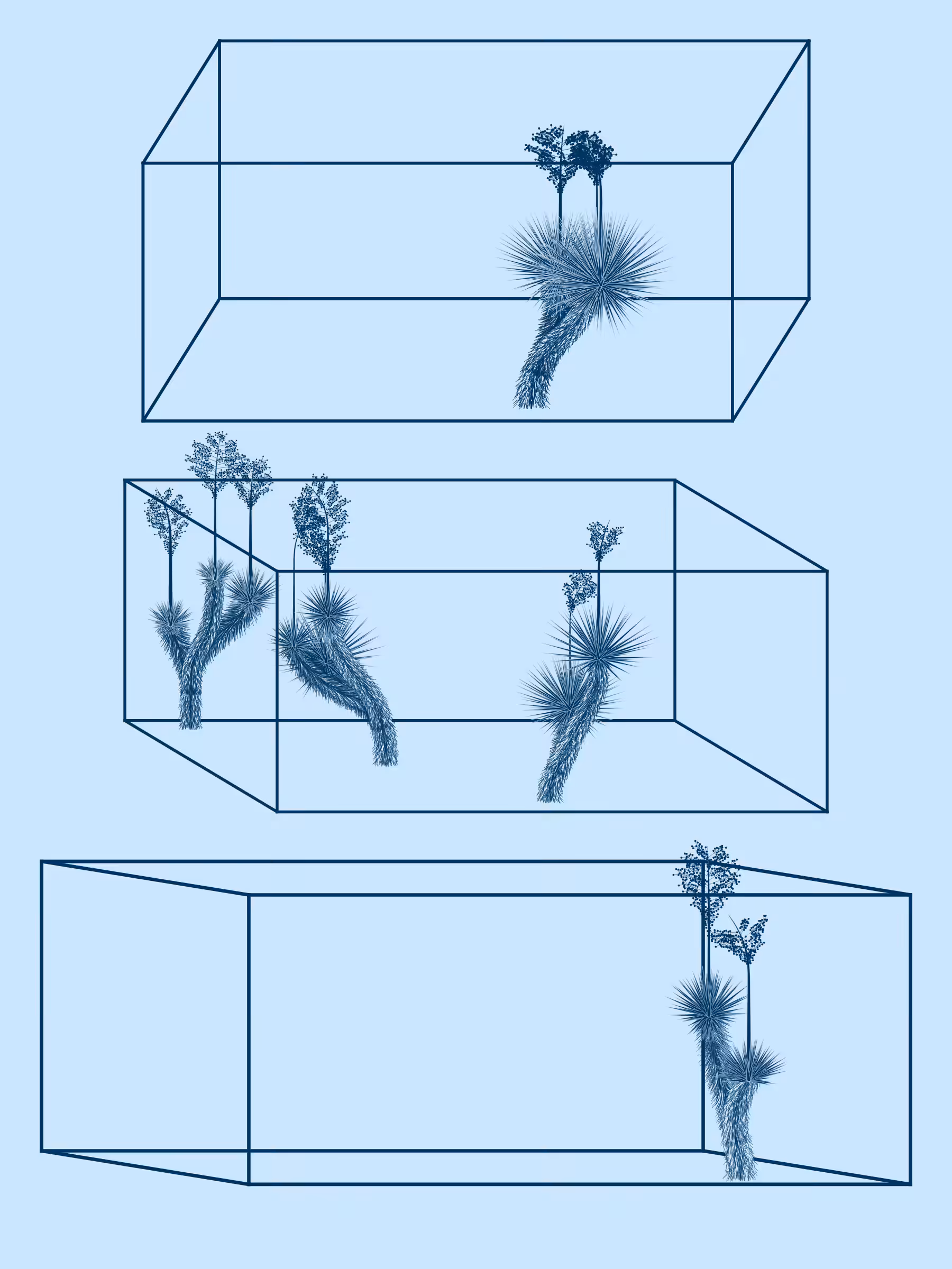 Marfa Yucca #154