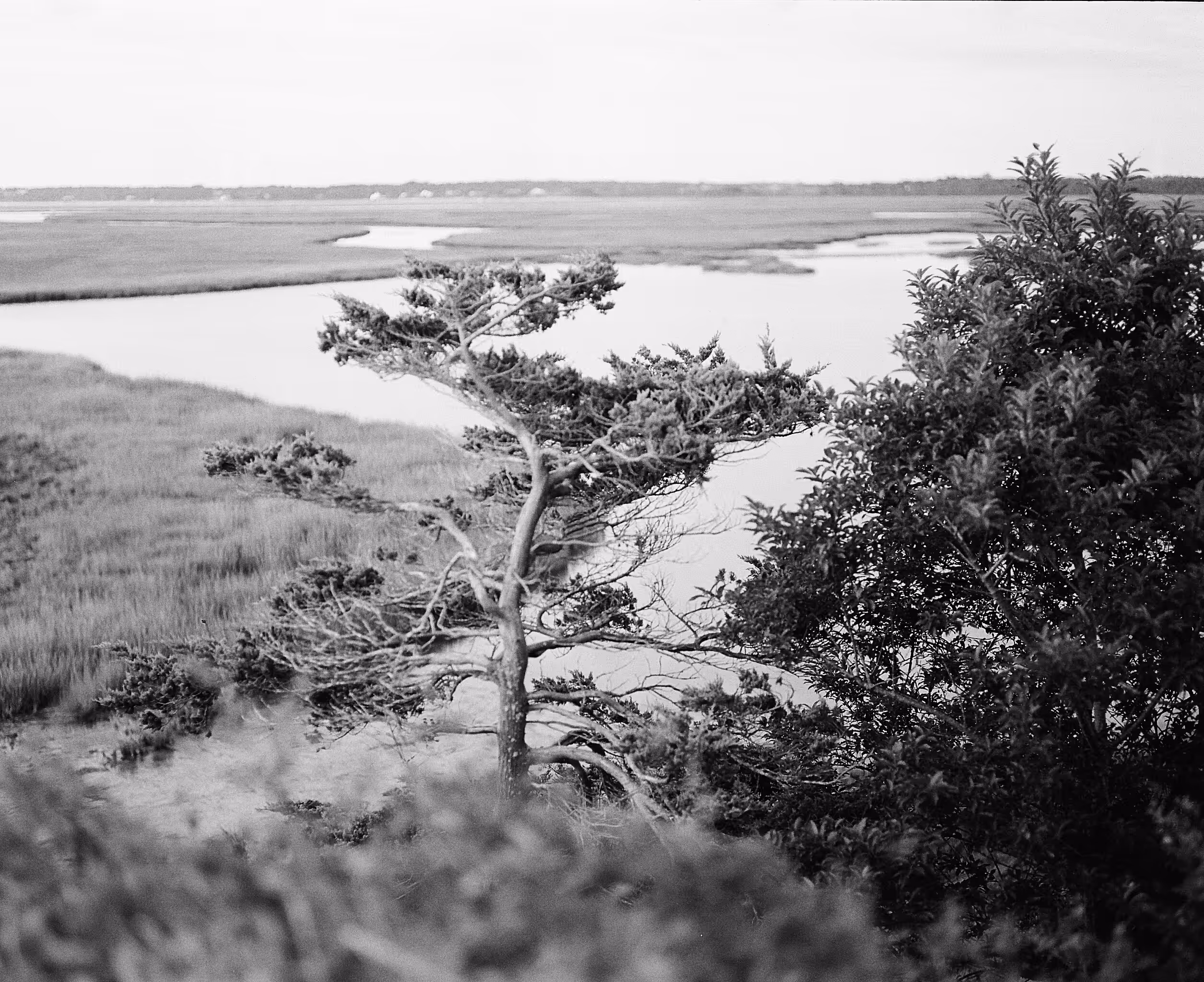 overlooking the salt marsh