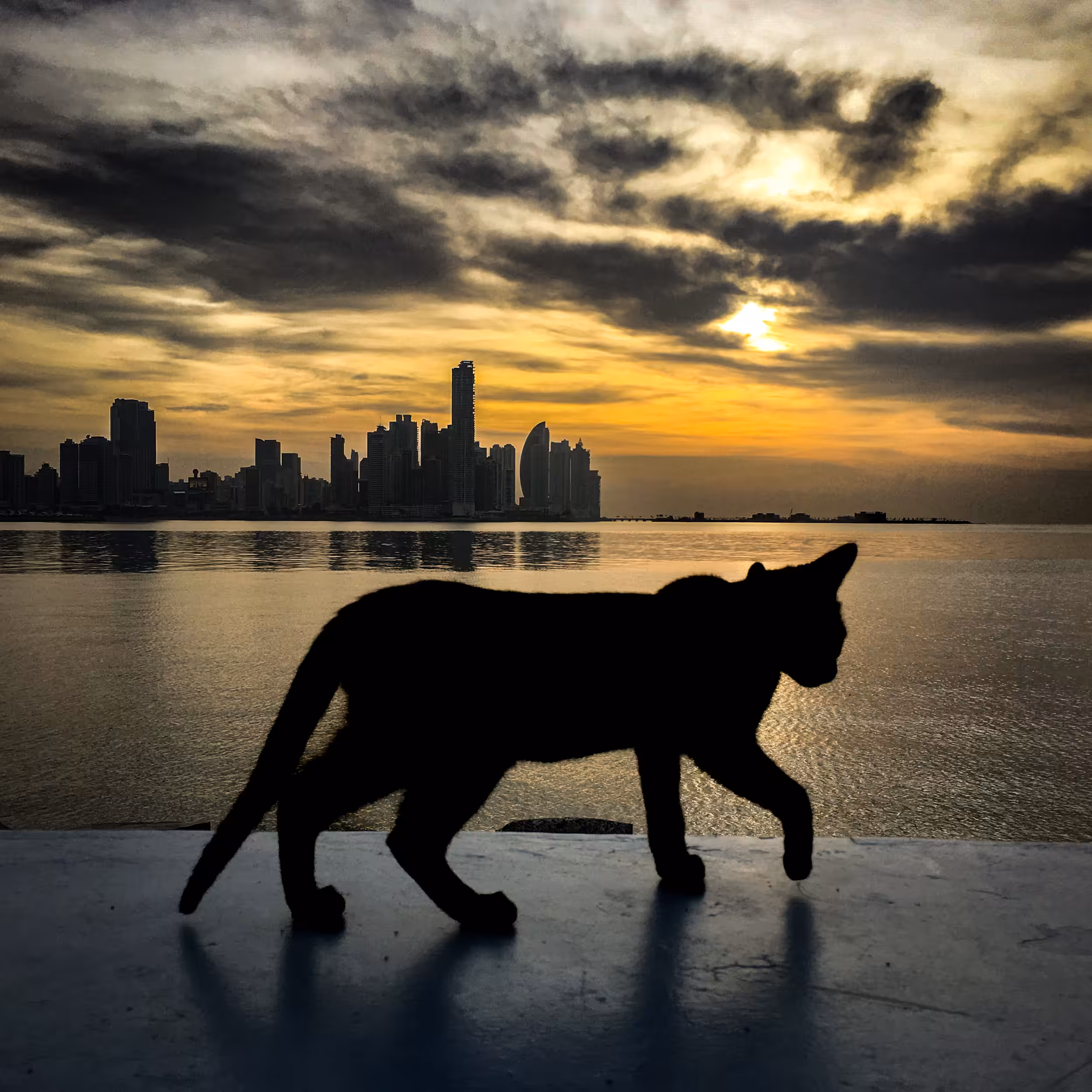 OE Photography: Cat + Landscape