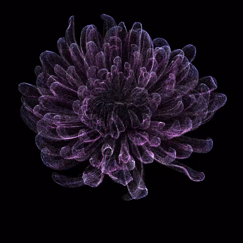 Chrysanthemum Morifolium 30 #72