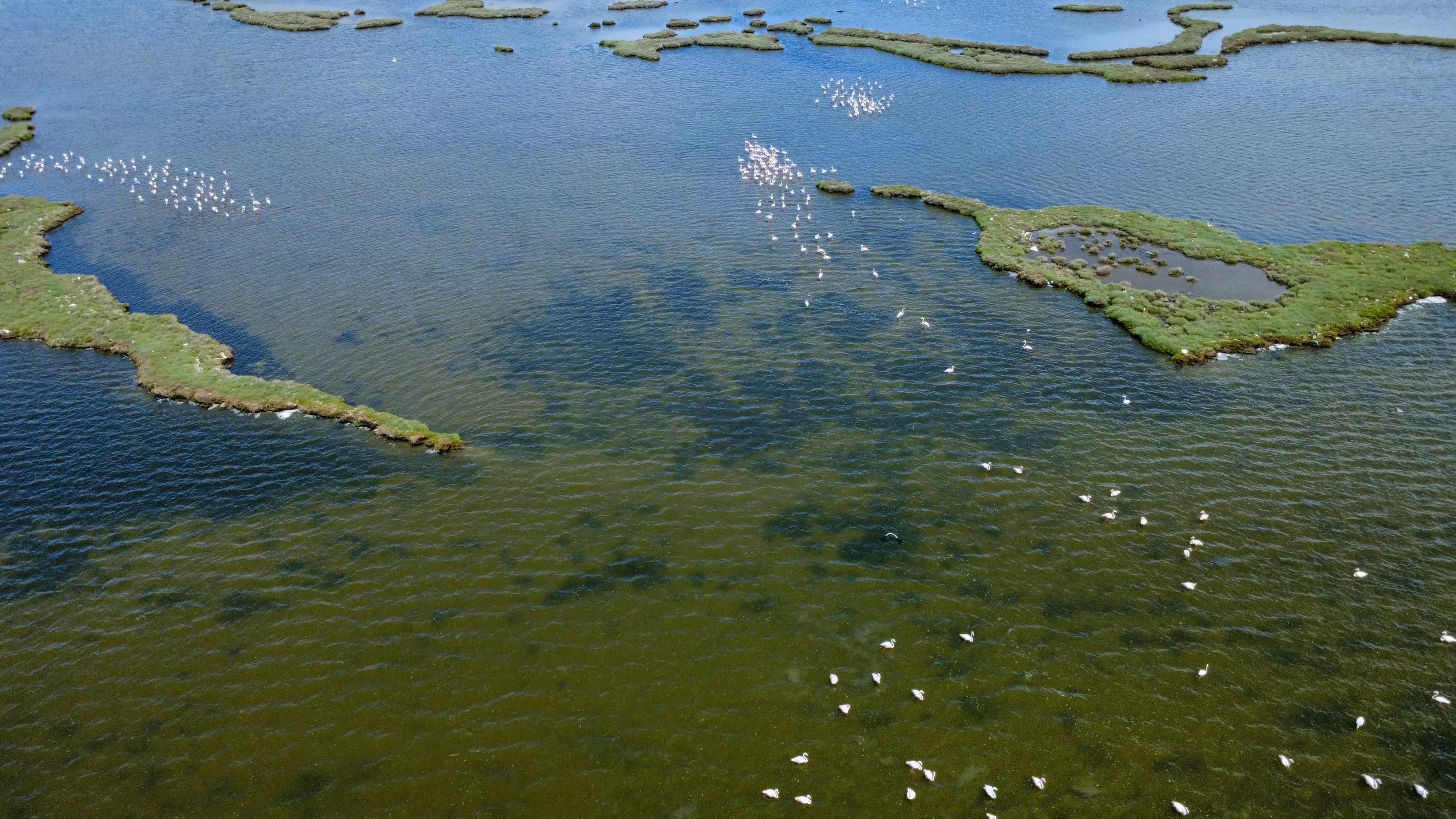 Flamingos in Pond – Aerial Shot