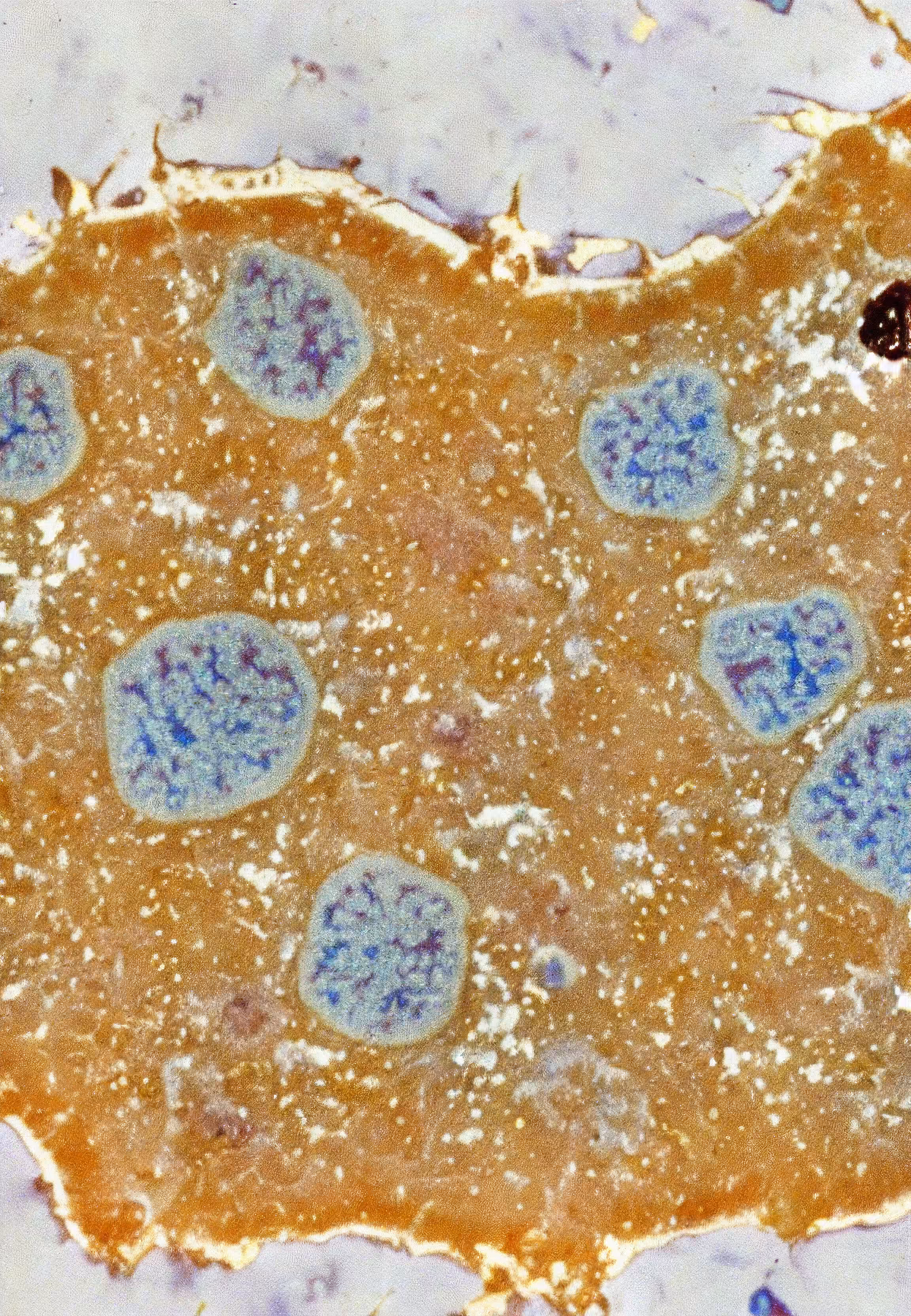 Histologia In Silico #152