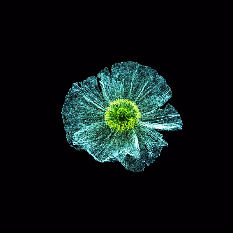 White Poppy 30 #68