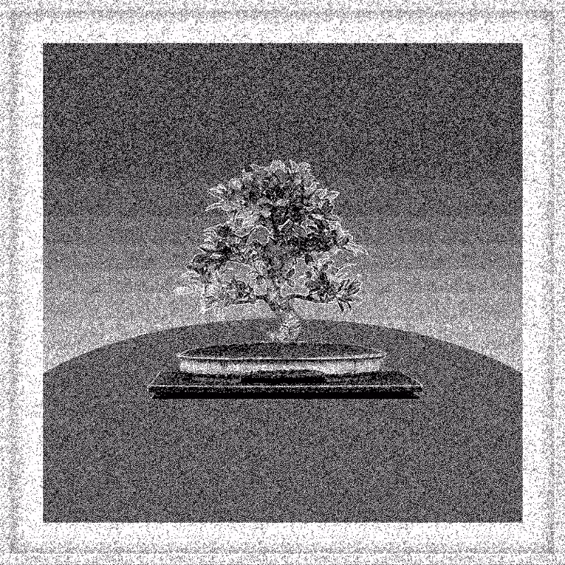 Bonsai Bonanza #324