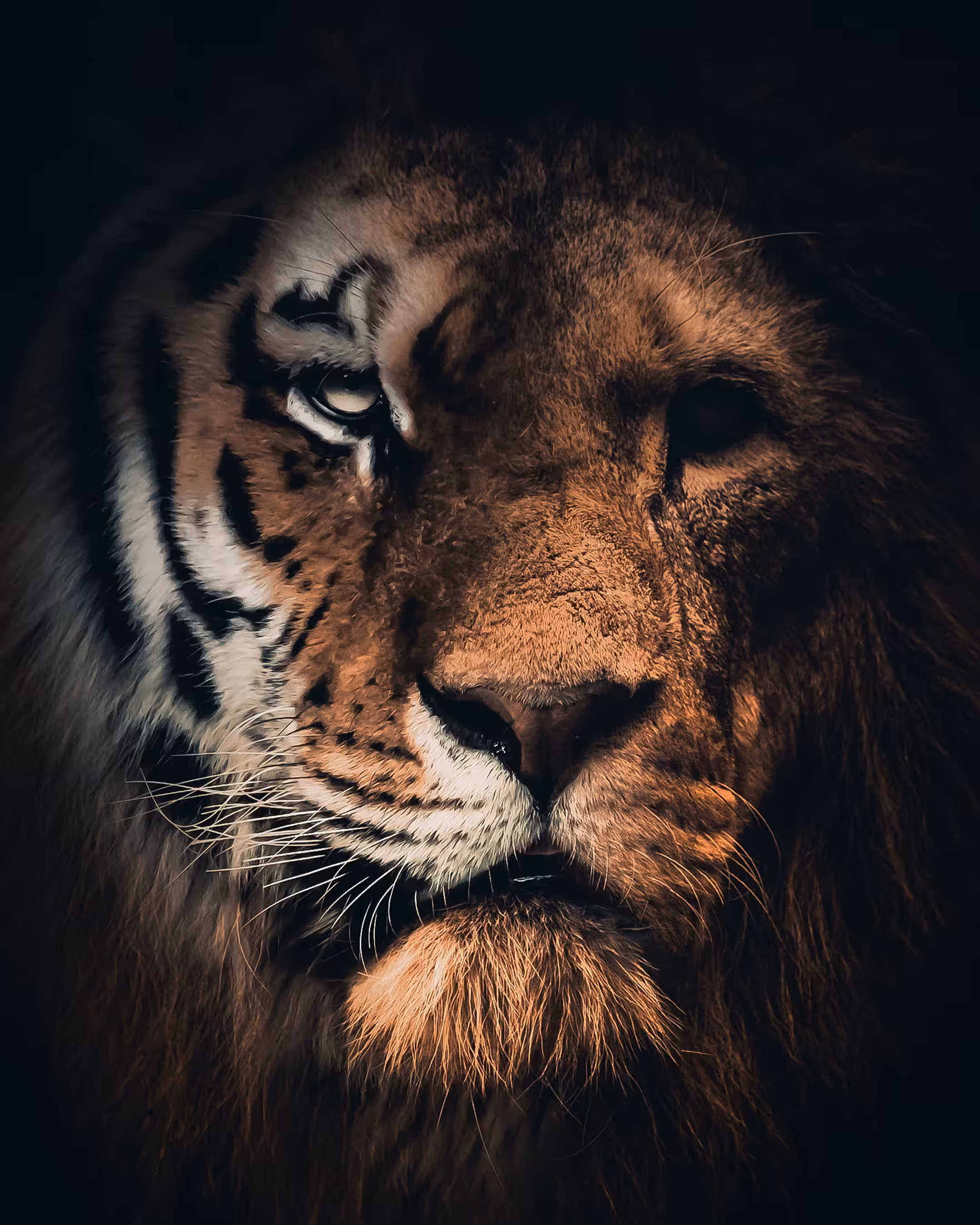 Tiger Lion