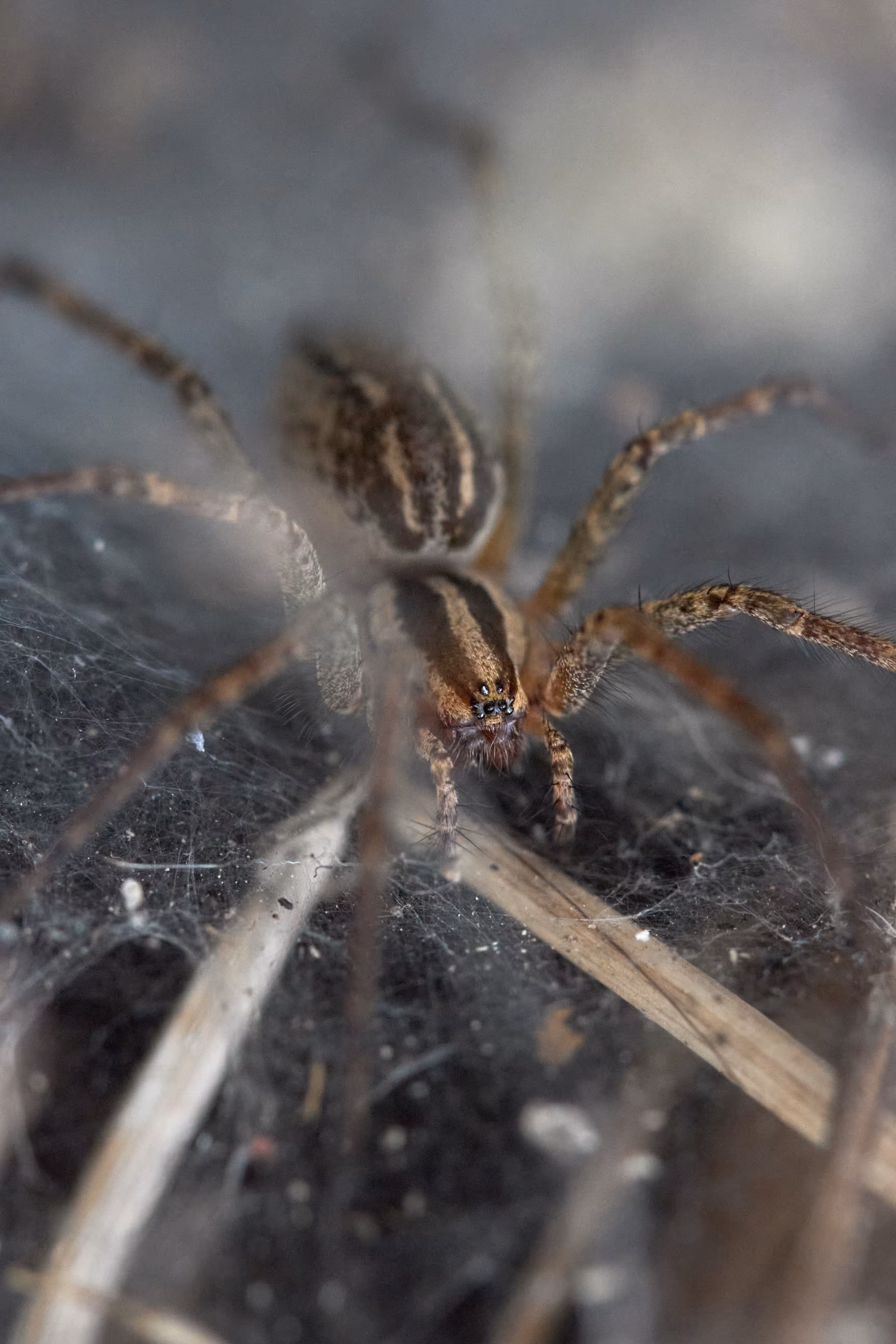 funnel weaver