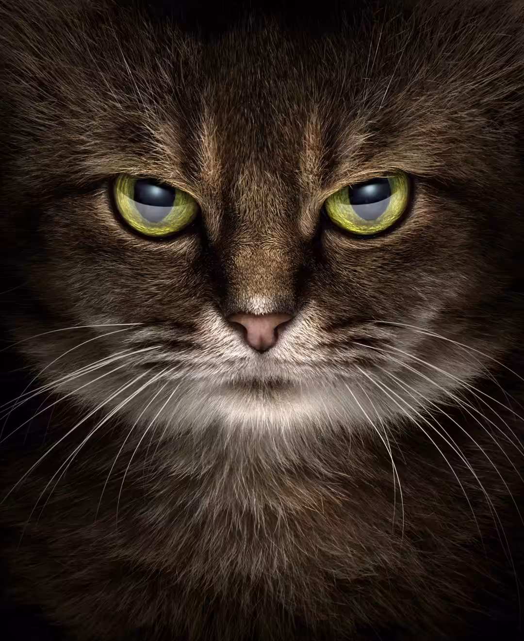 Hypnotic Cat