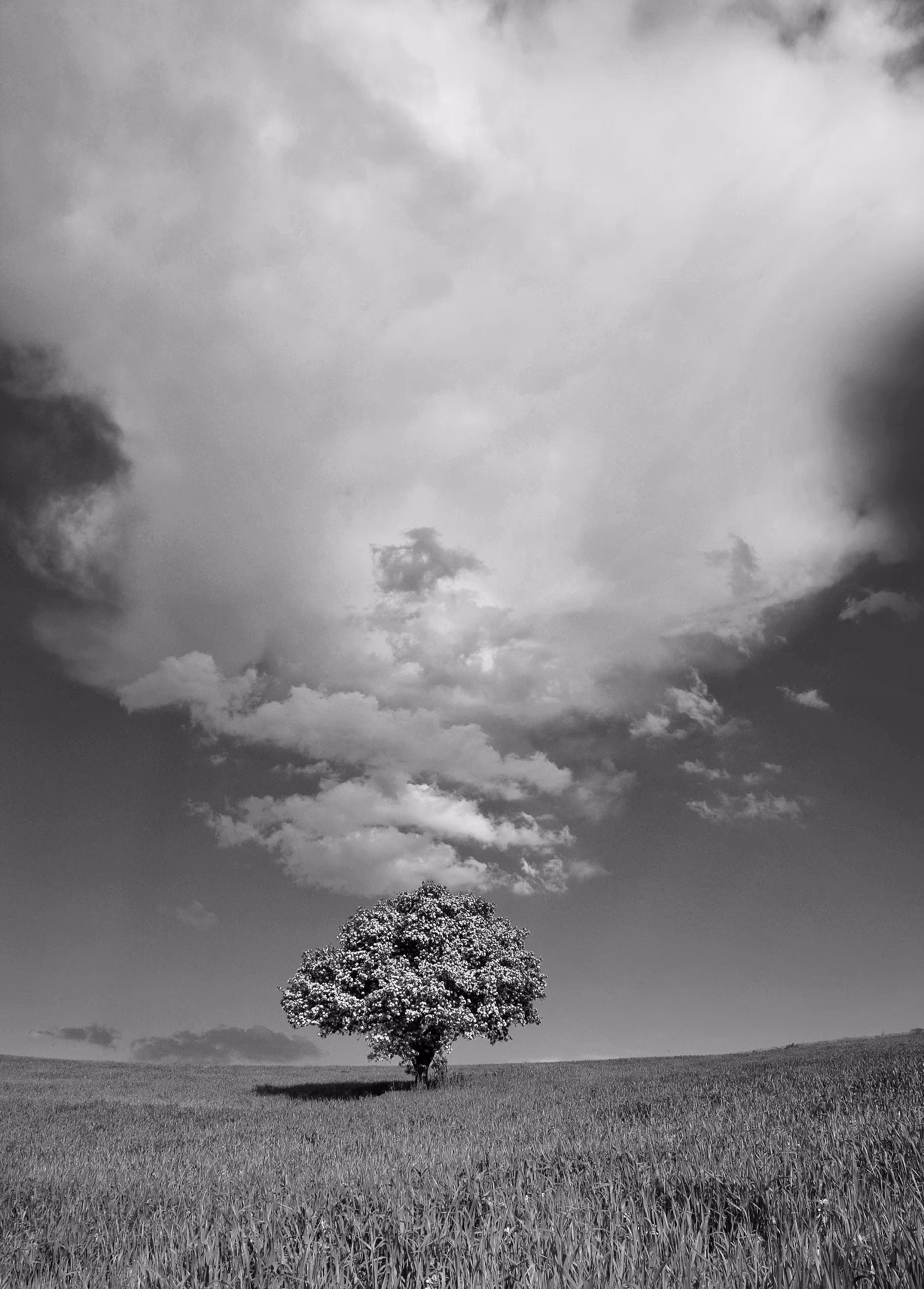 A beautiful tree among the clouds