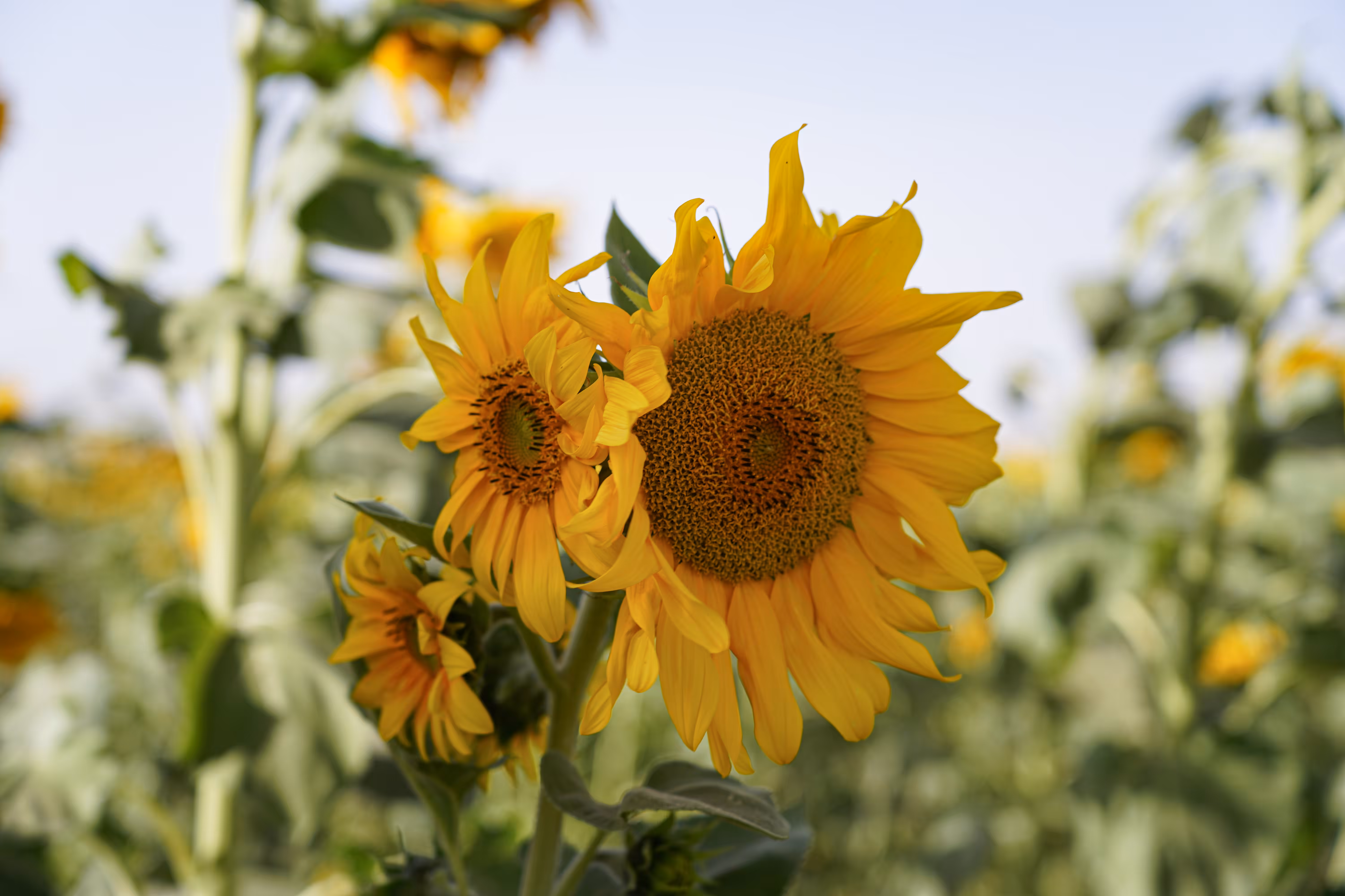 flowers: Awakened Sunflowers