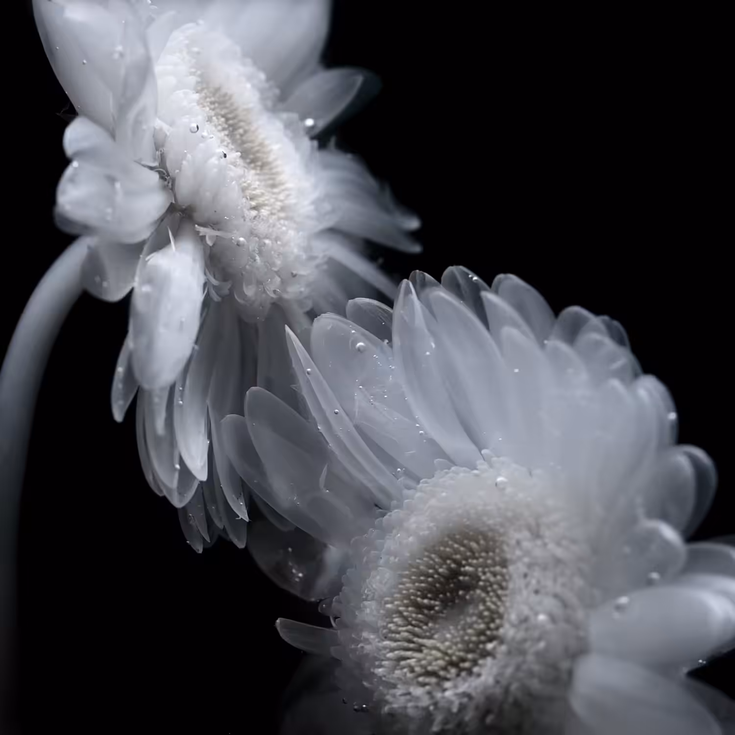 Gerbera Daisy