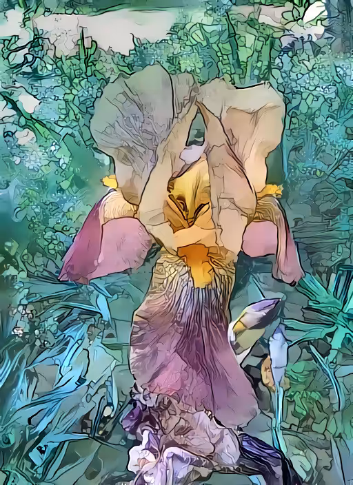 Dream Iris