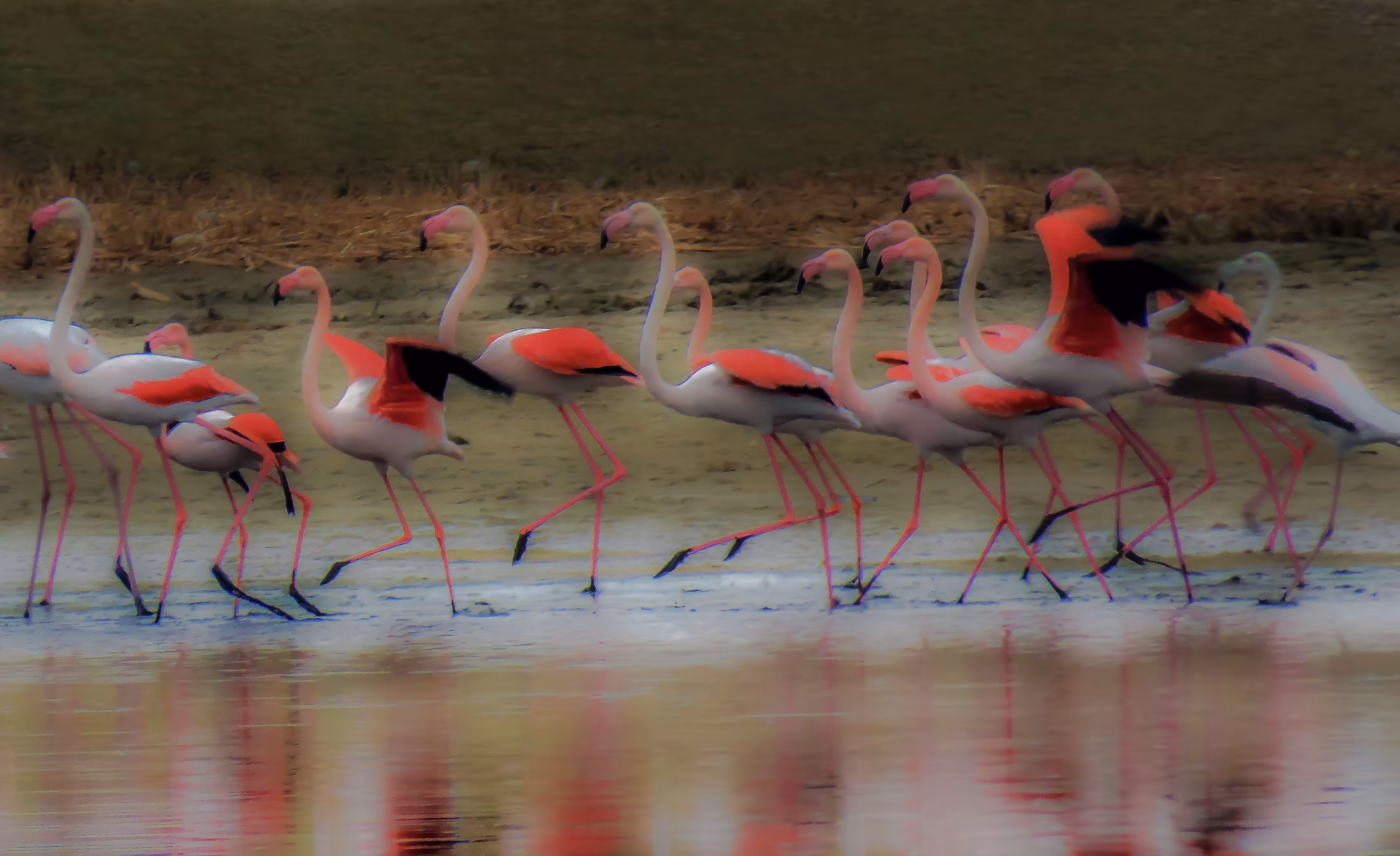 Greater Flamingo Group 
