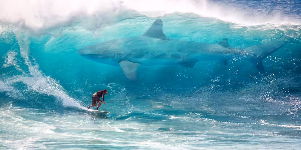 Surfing with Sharks