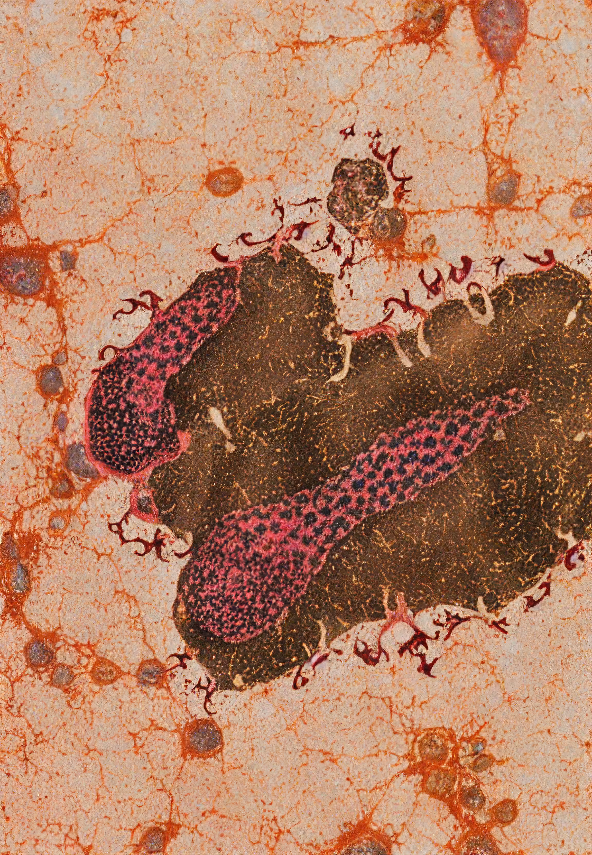 Histologia In Silico #34